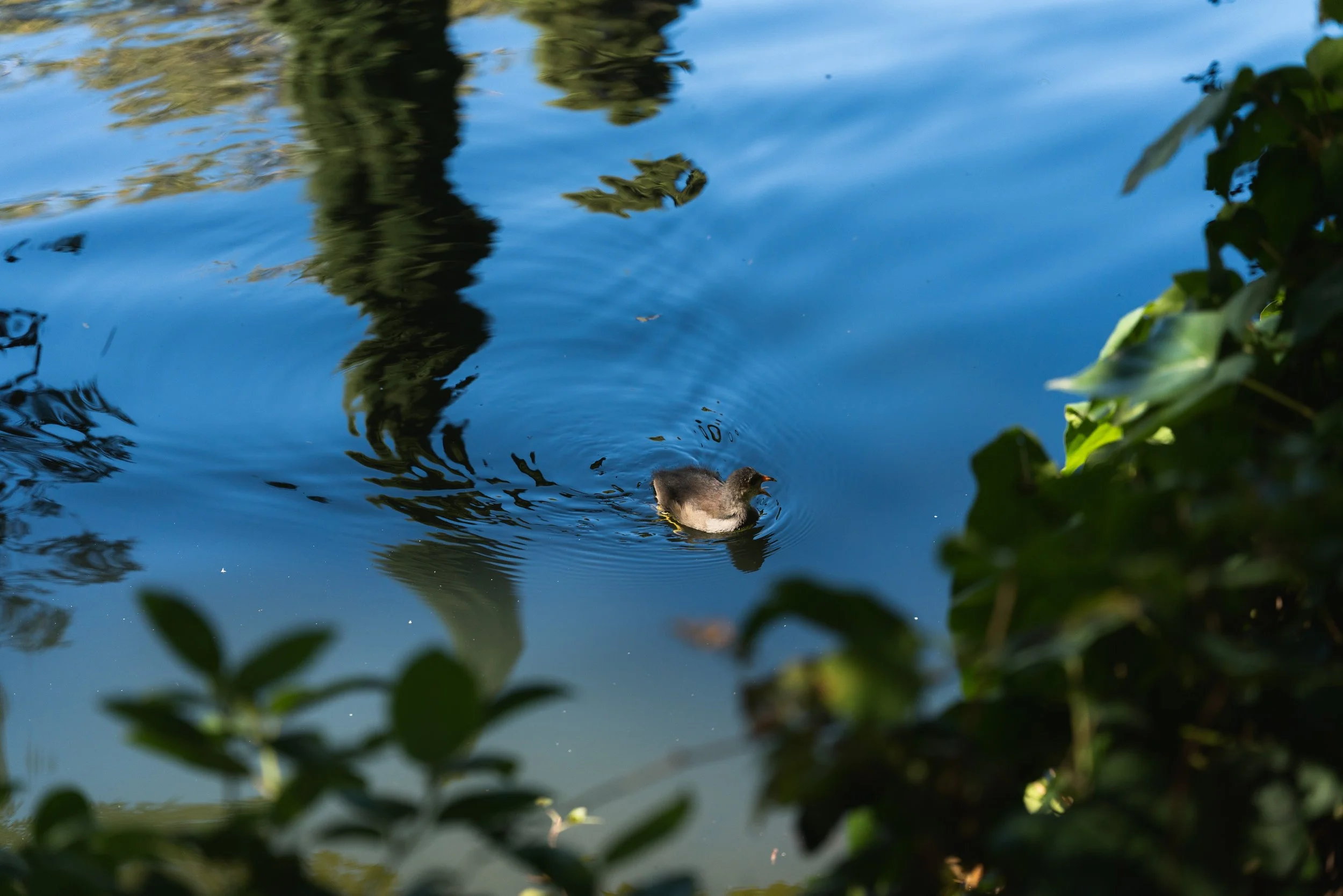 A duckling swimming in a pond surrounded by green leaves, with reflections of trees in the water.