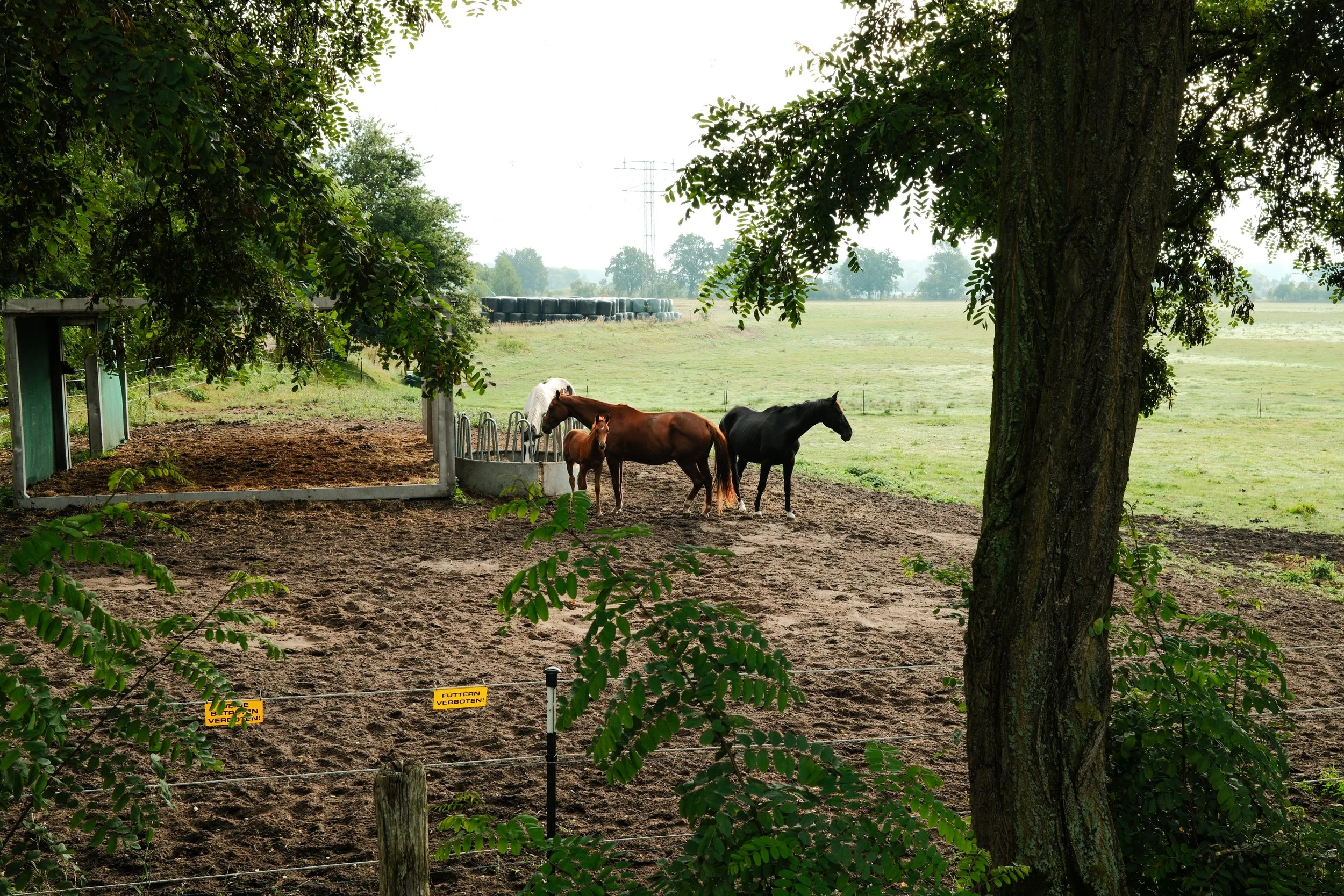 A small farm pen with three horses, one foal, and a white horse in the background, surrounded by trees and open field, with hay bales in the distance.