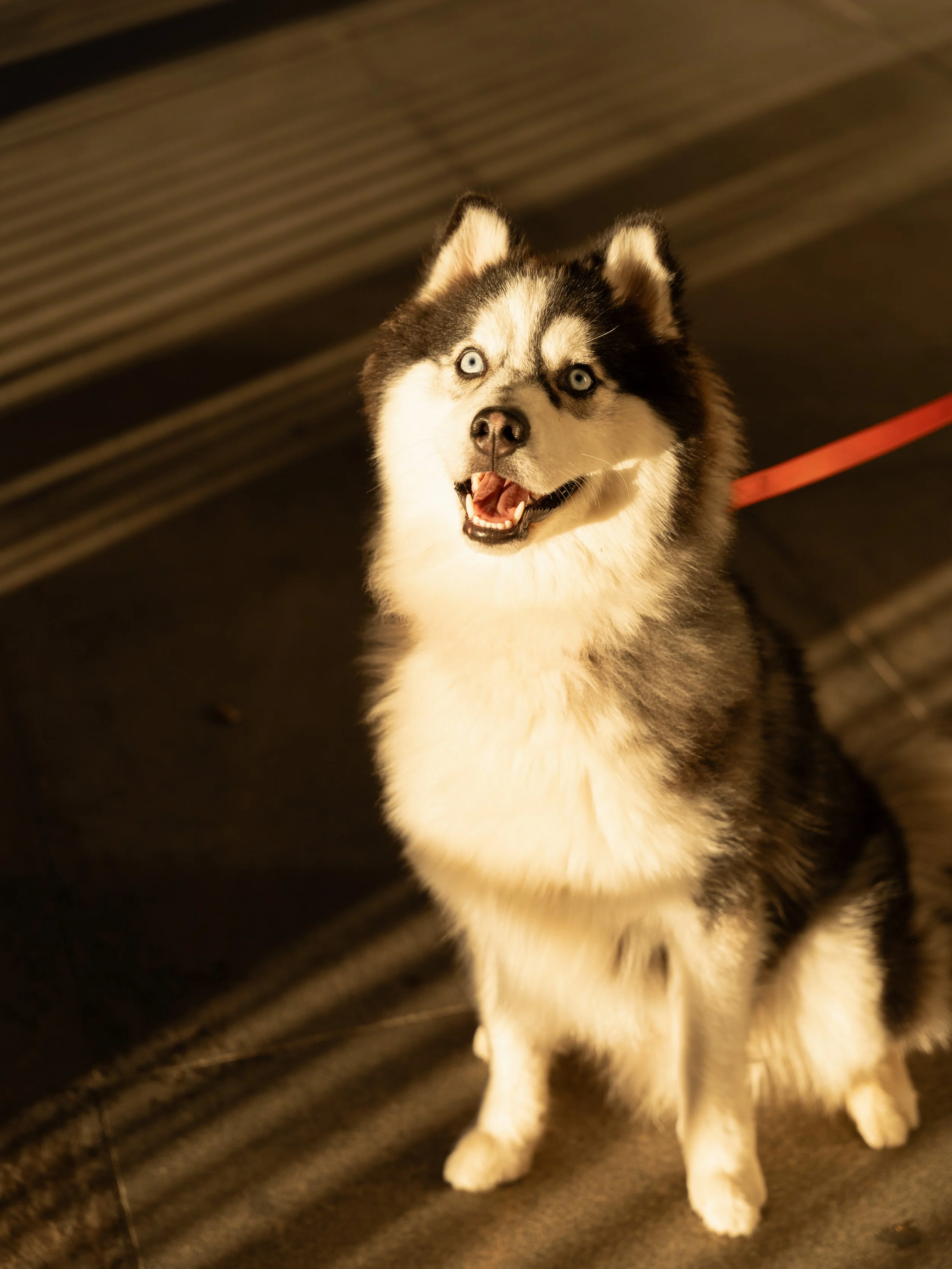 A happy Siberian Husky dog sitting indoors at night, looking up with bright blue eyes and open mouth.
