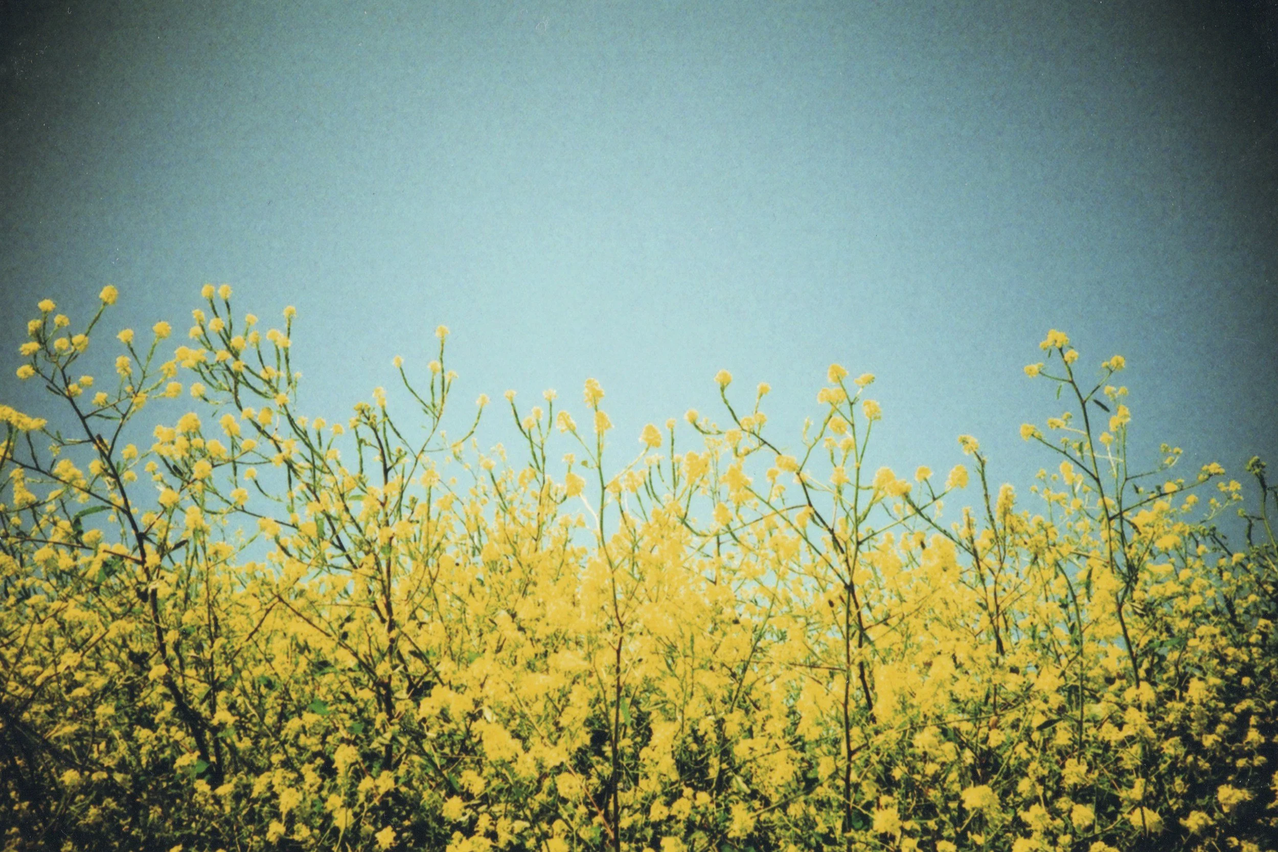 Field of yellow flowers under a blue sky.