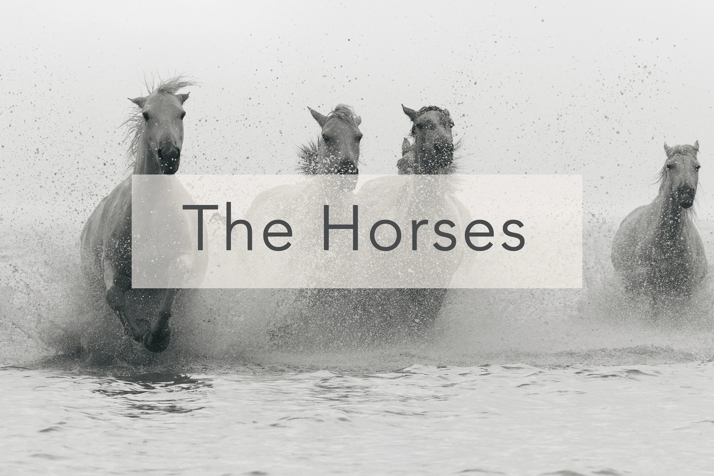 thehorses.jpg