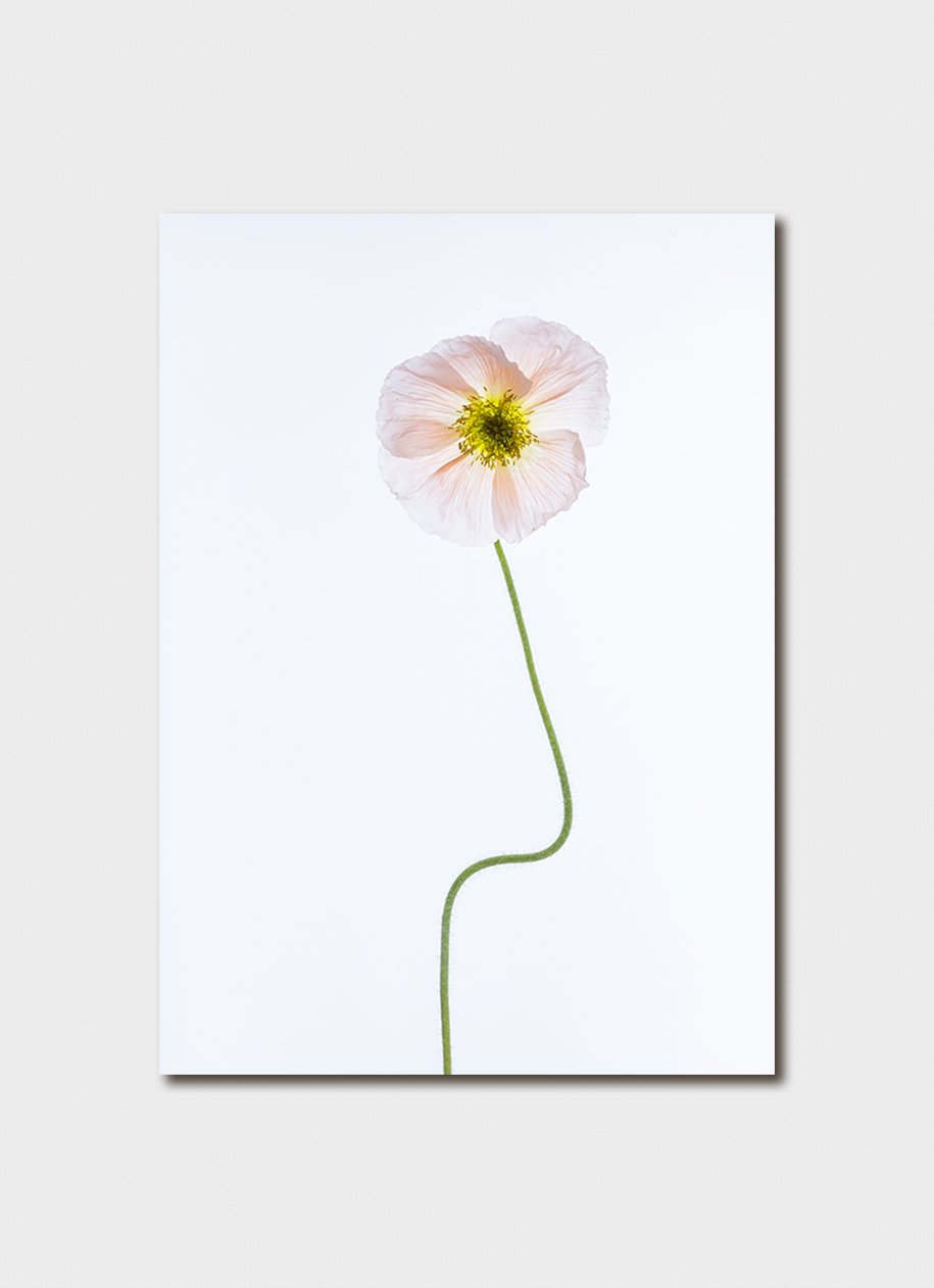 Bloom BIP-4410 111x155mm.jpg