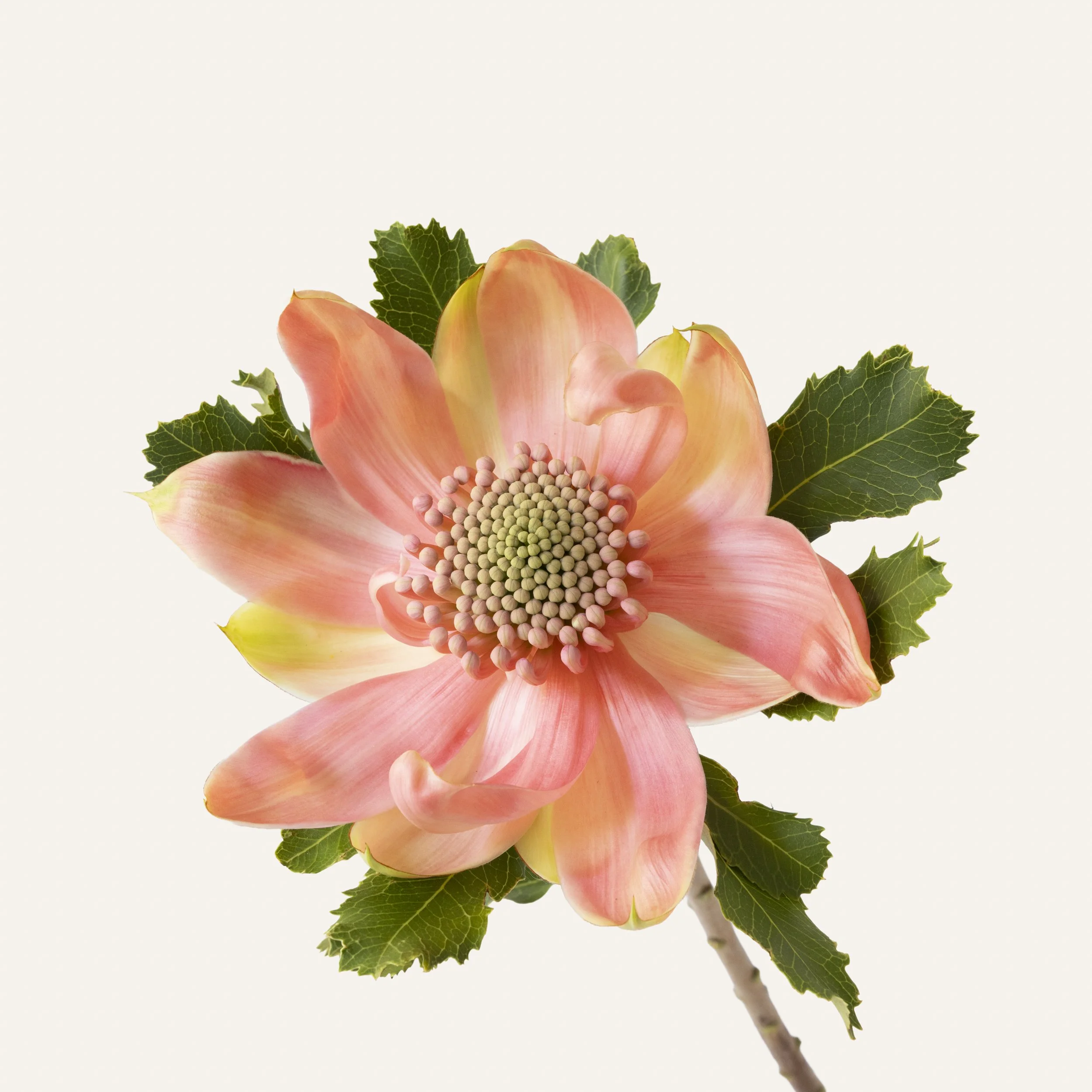 pink waratah 1.jpg