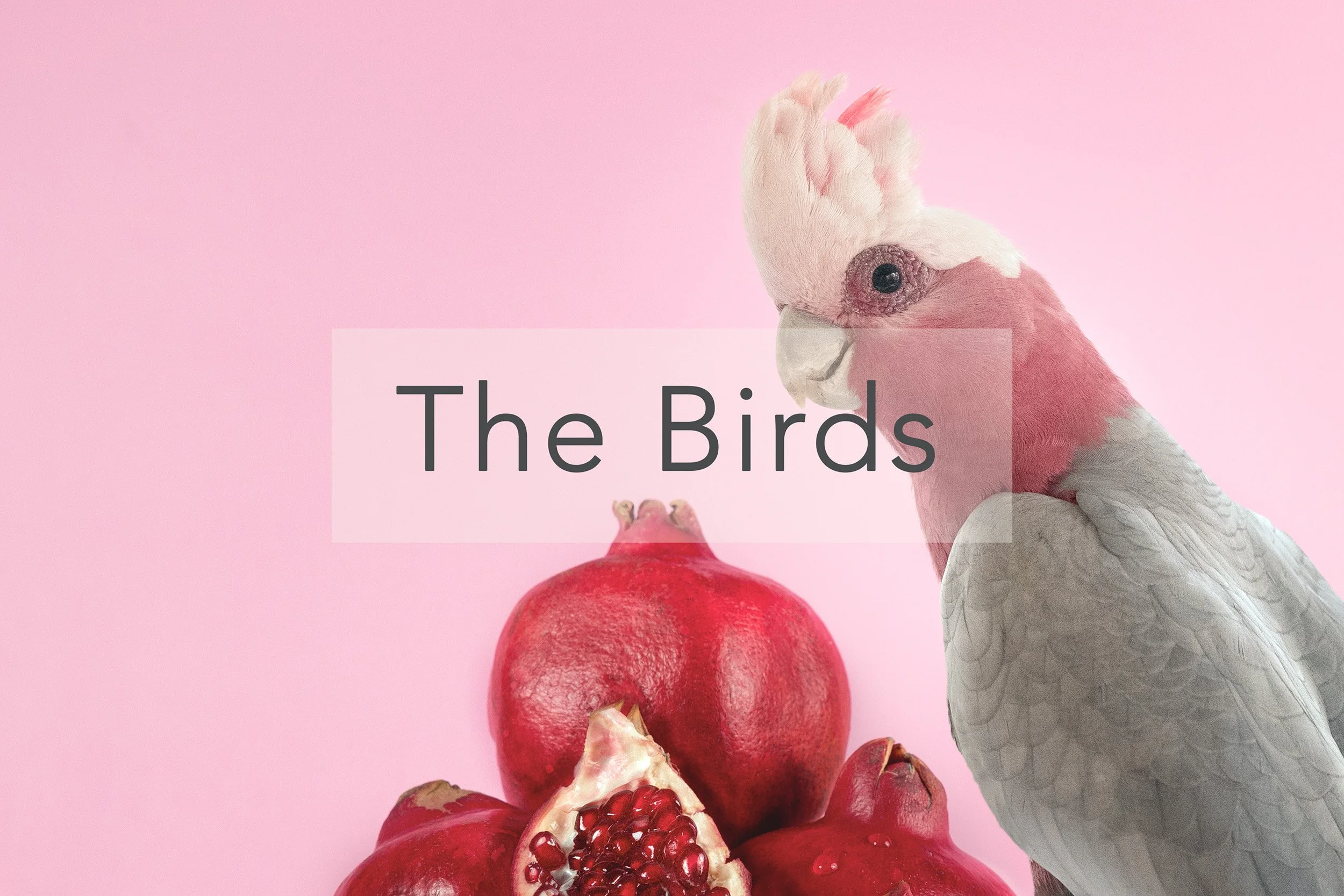 thebirds.jpg