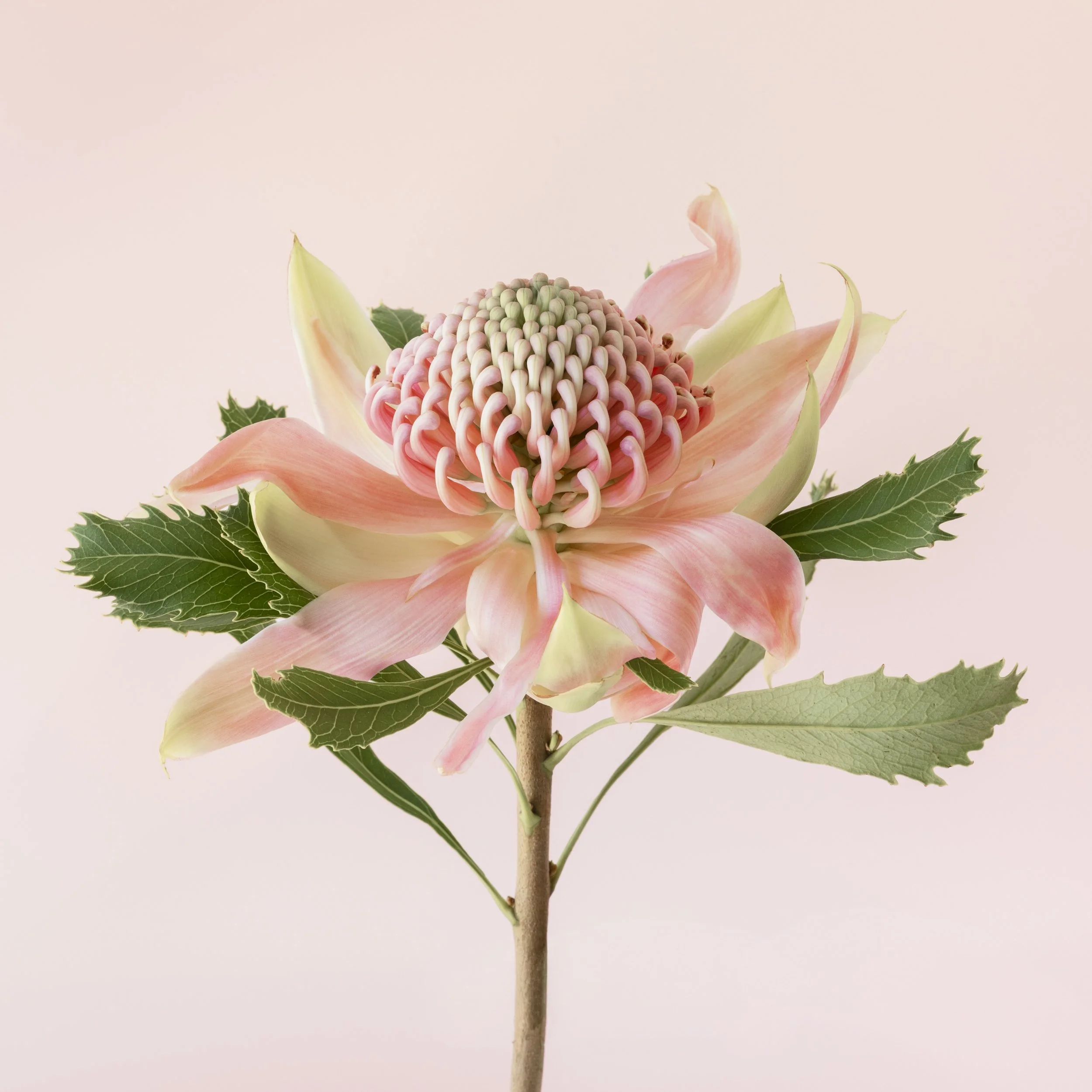 pink waratah 1 and 2-2.jpg