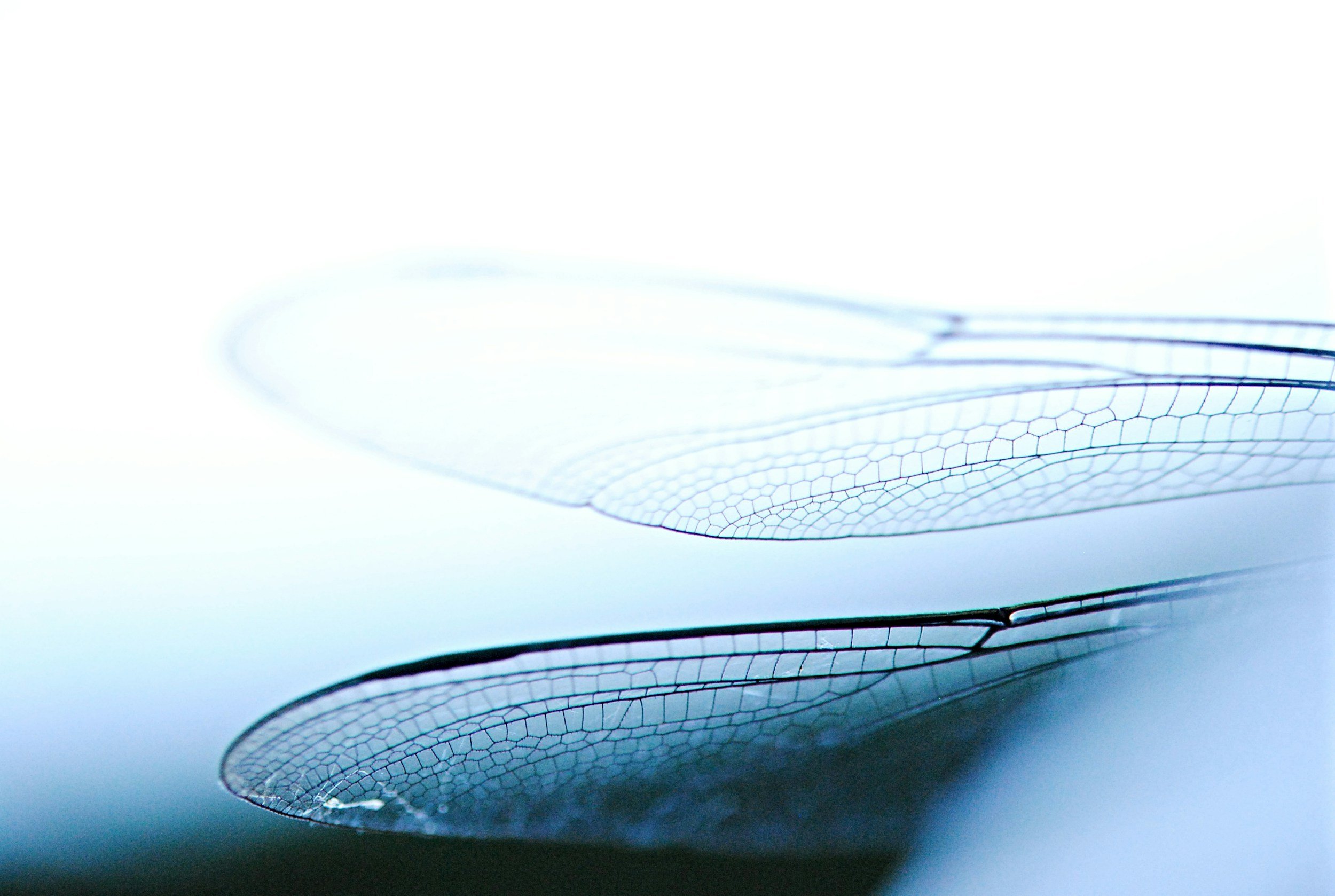 Personalized holistic healing through massage, craniosacral therapy, and Reiki