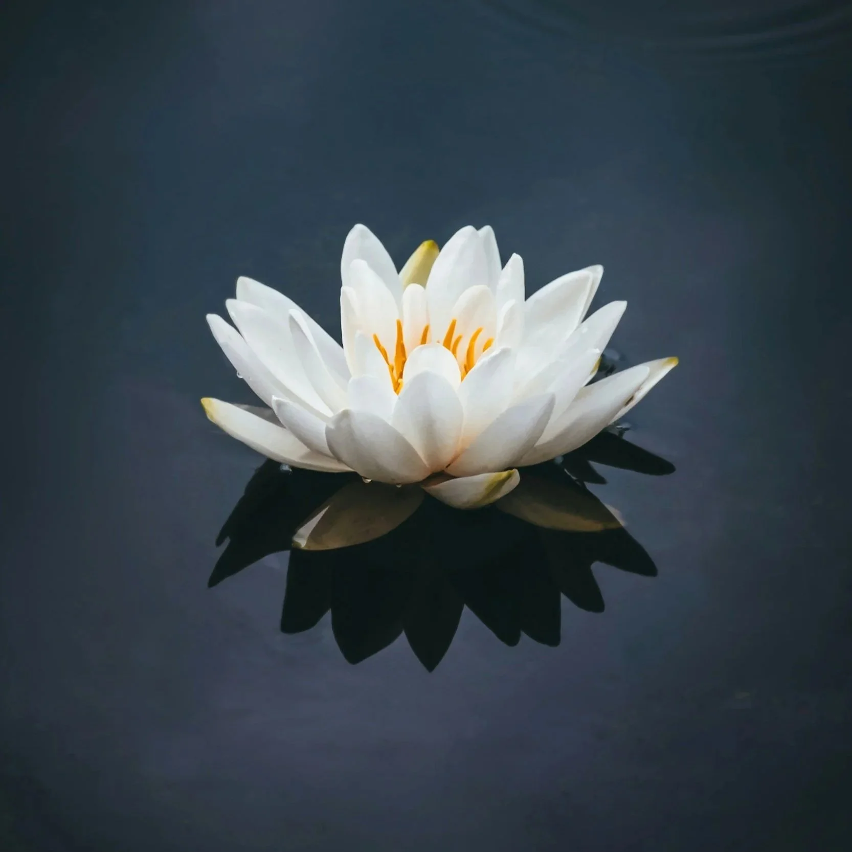 A white water lily floating on dark water.