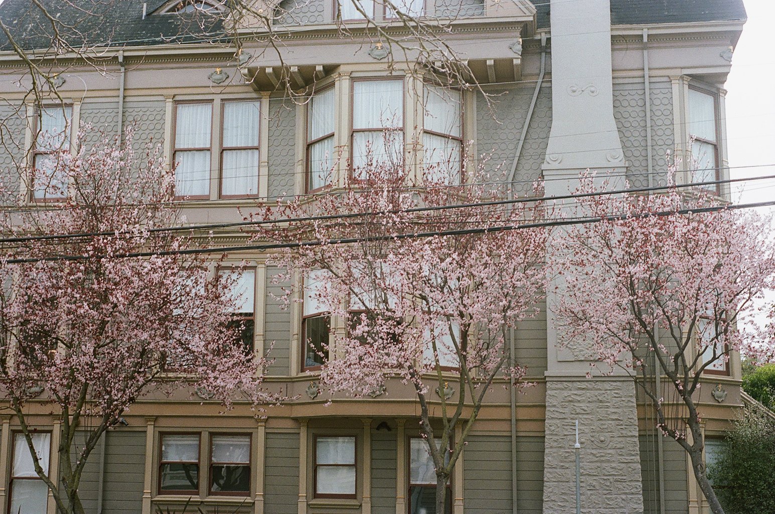 Cherry Blossoms (2021)