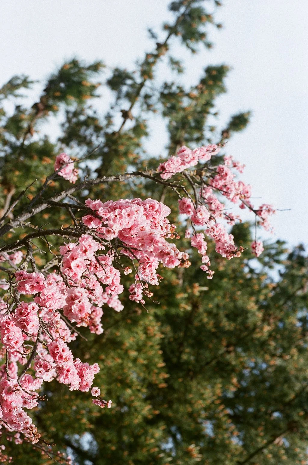 Cherry Blossoms (2021)
