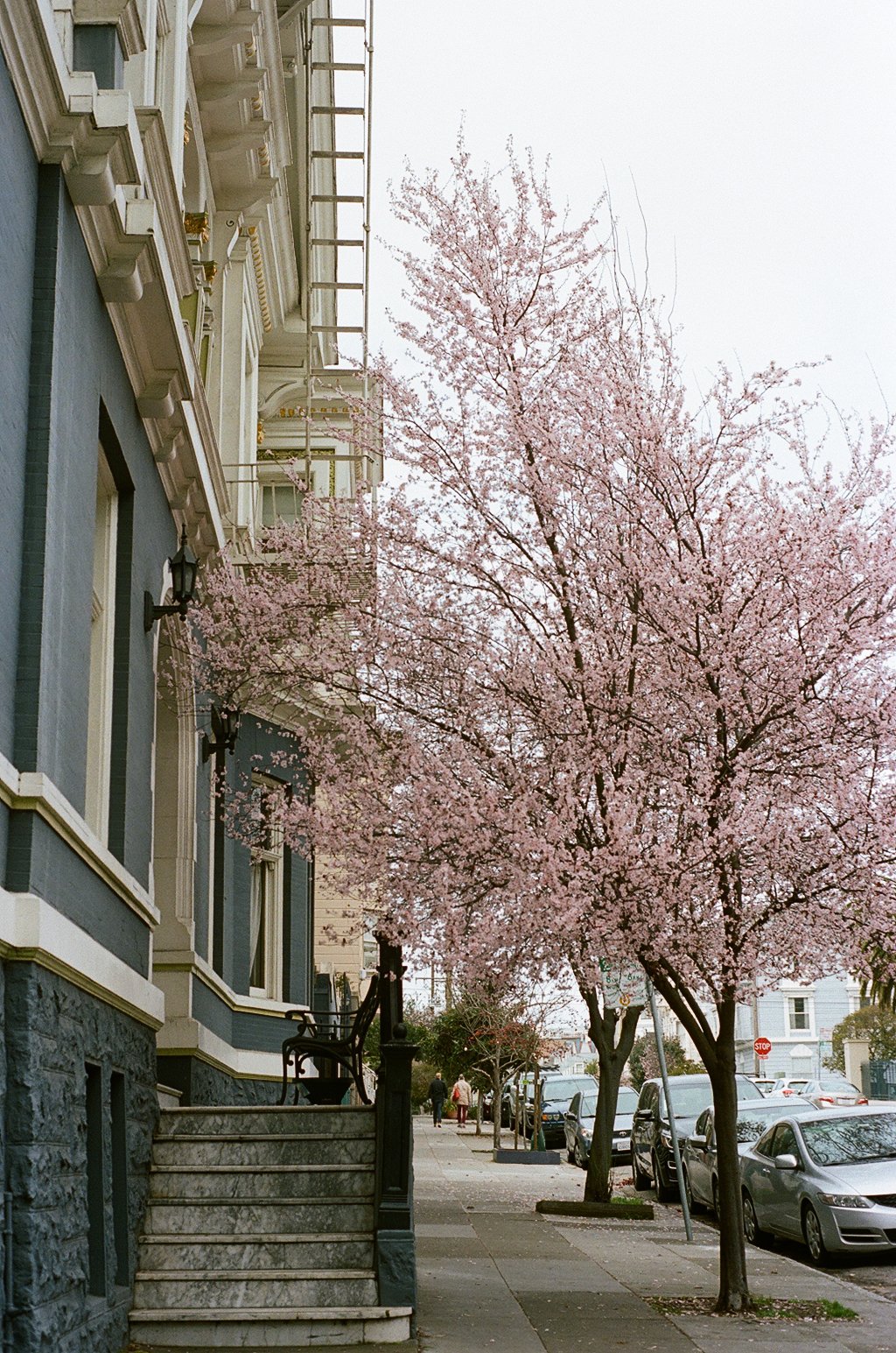 Cherry Blossoms (2021)