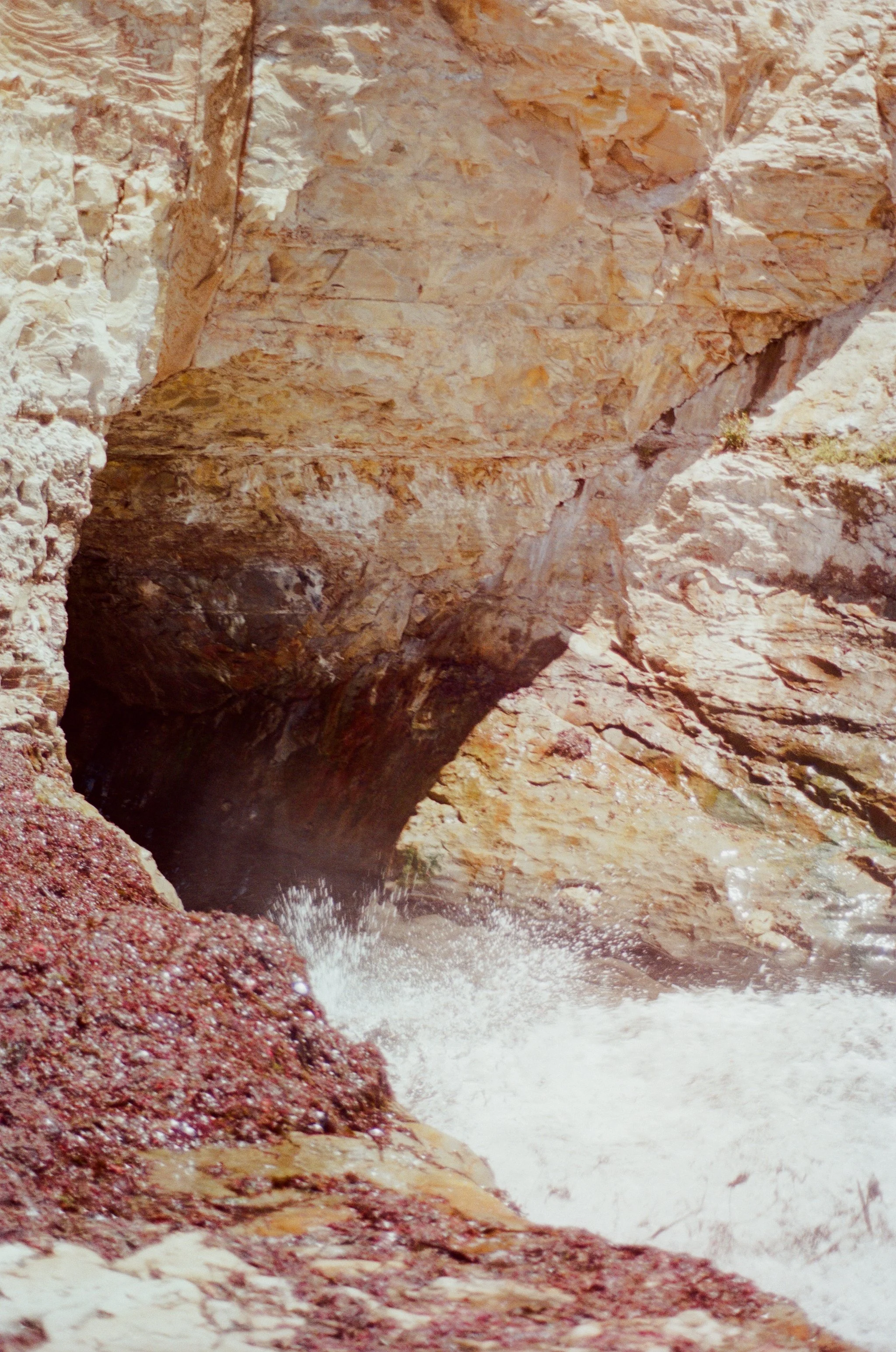 Shark Fin Cove (2026)