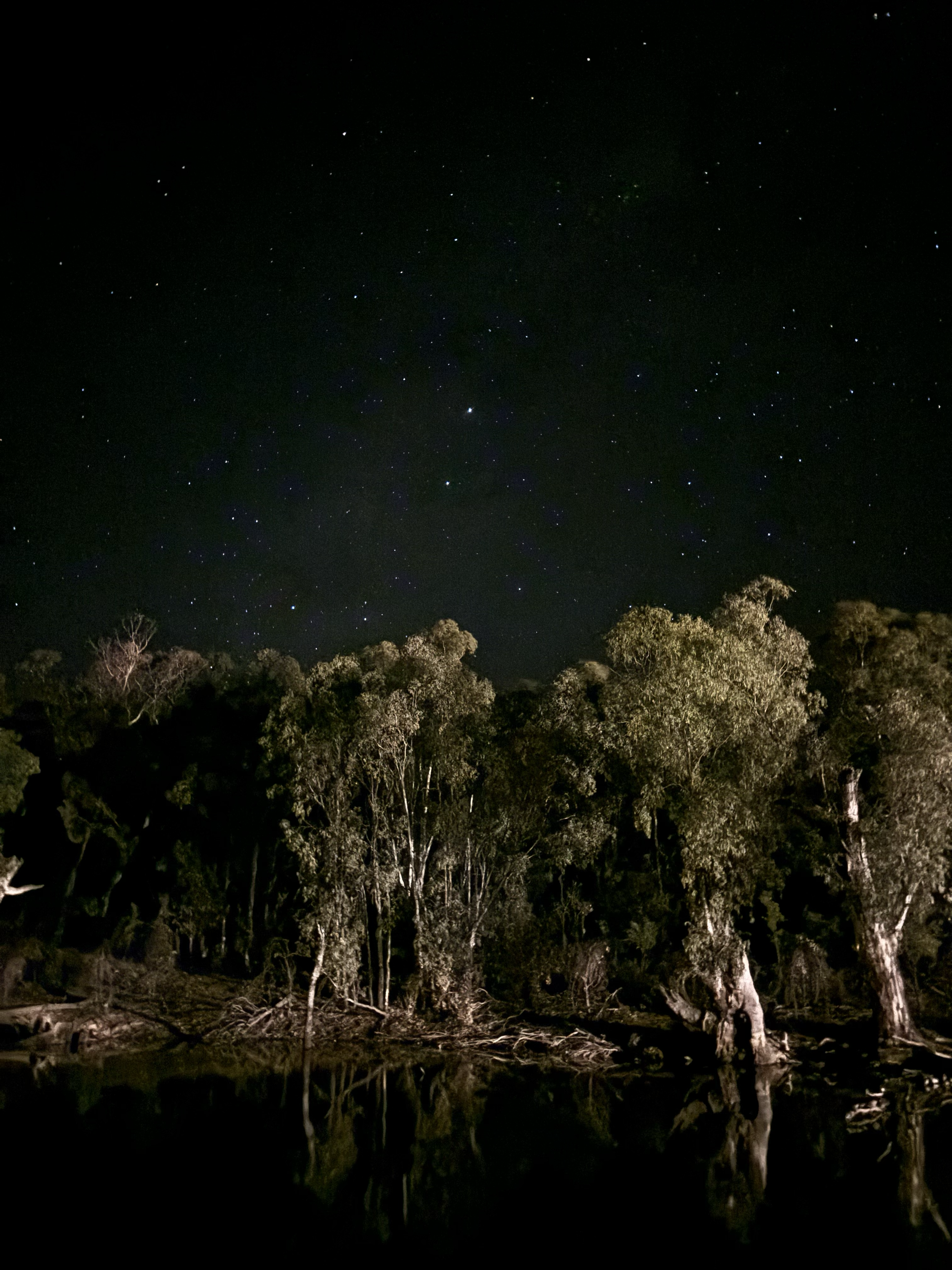 Night sky filled with stars above a forested area with trees reflected in a body of water.
