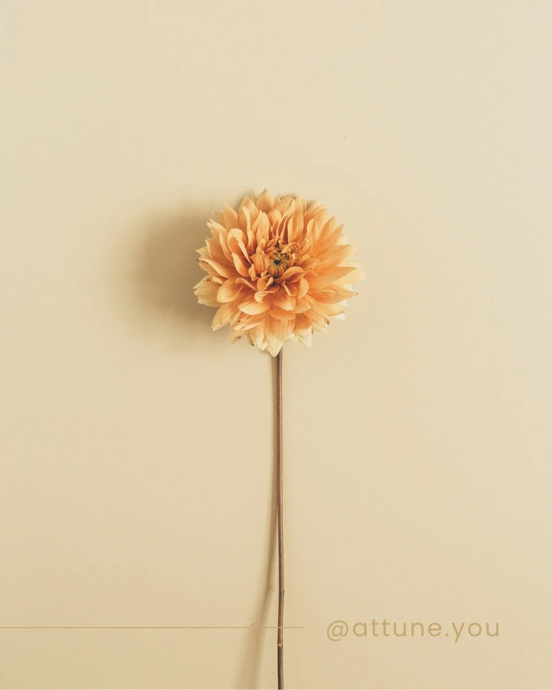 Spring Equinox

A quiet pivot toward light.
A moment to clear, rebalance, and choose your direction.

Our sound bath is shaped to support that shift &mdash; grounding, clearing, and opening space for what wants to emerge.

#SpringEquinox #SoundBath #