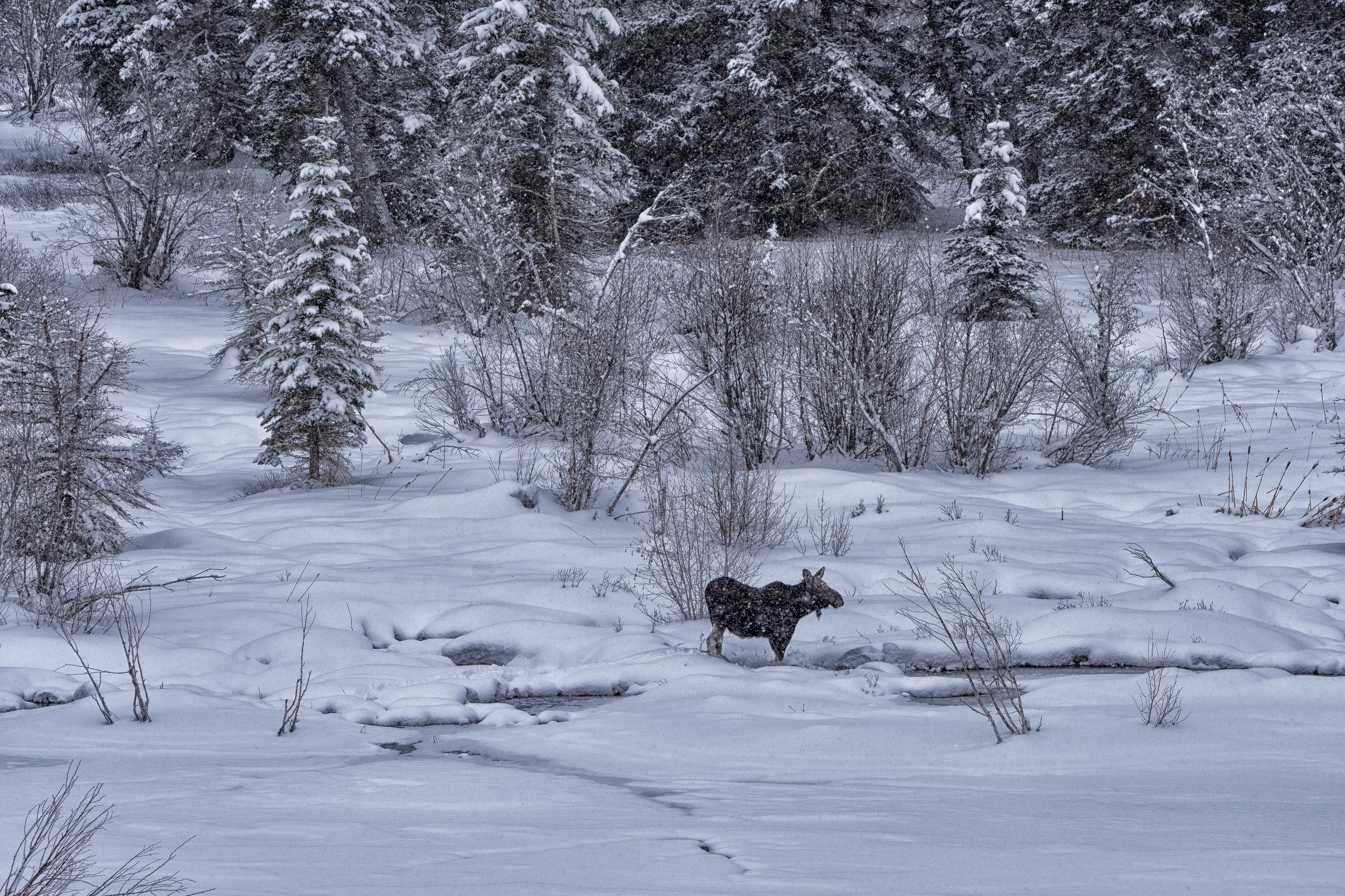 DavidMorring_MooseOnTheCreek_DSC3581-Edit copy.jpg