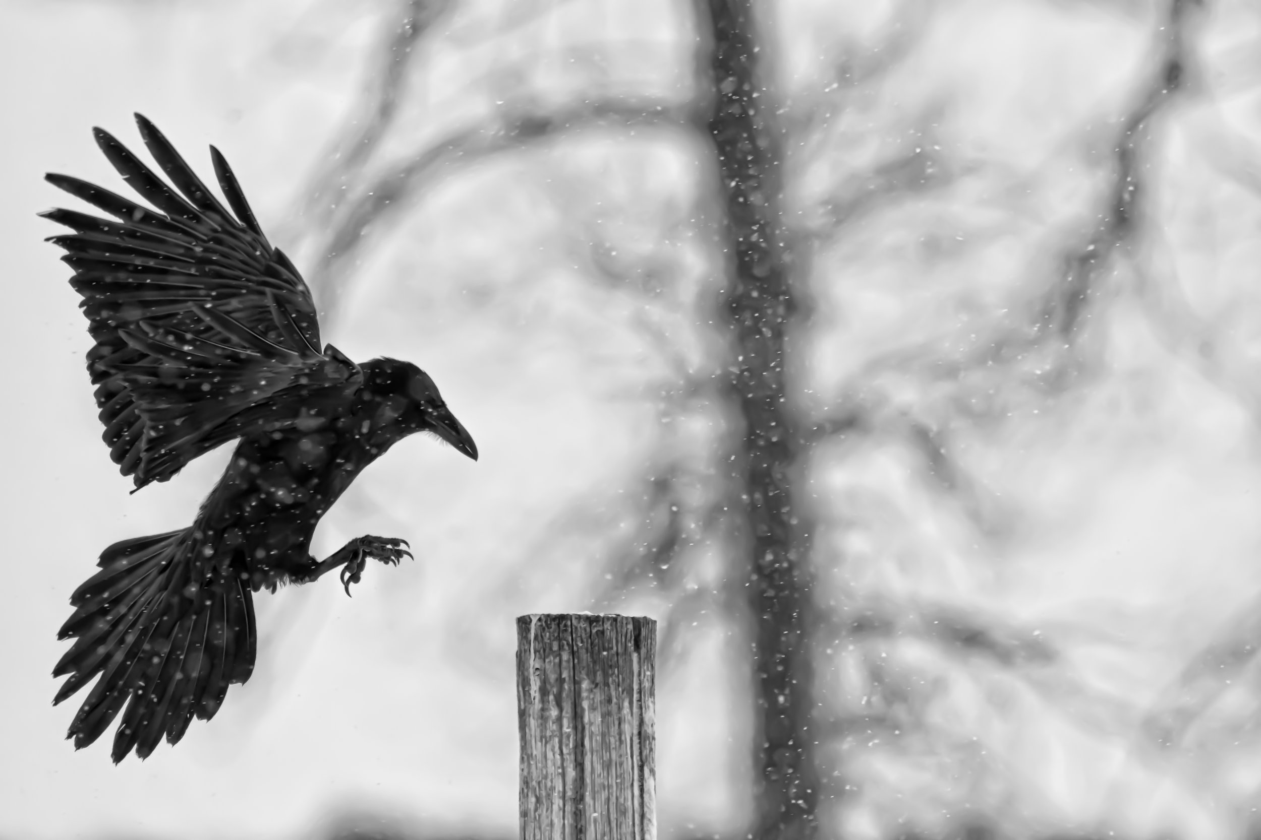 DavidMorring_RavenLanding_DSC6458-Edit copy.jpg