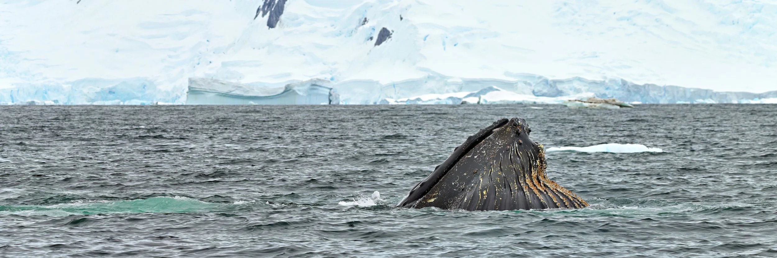 _ANT7473-topaz-denoise_PS_CB copy.jpg