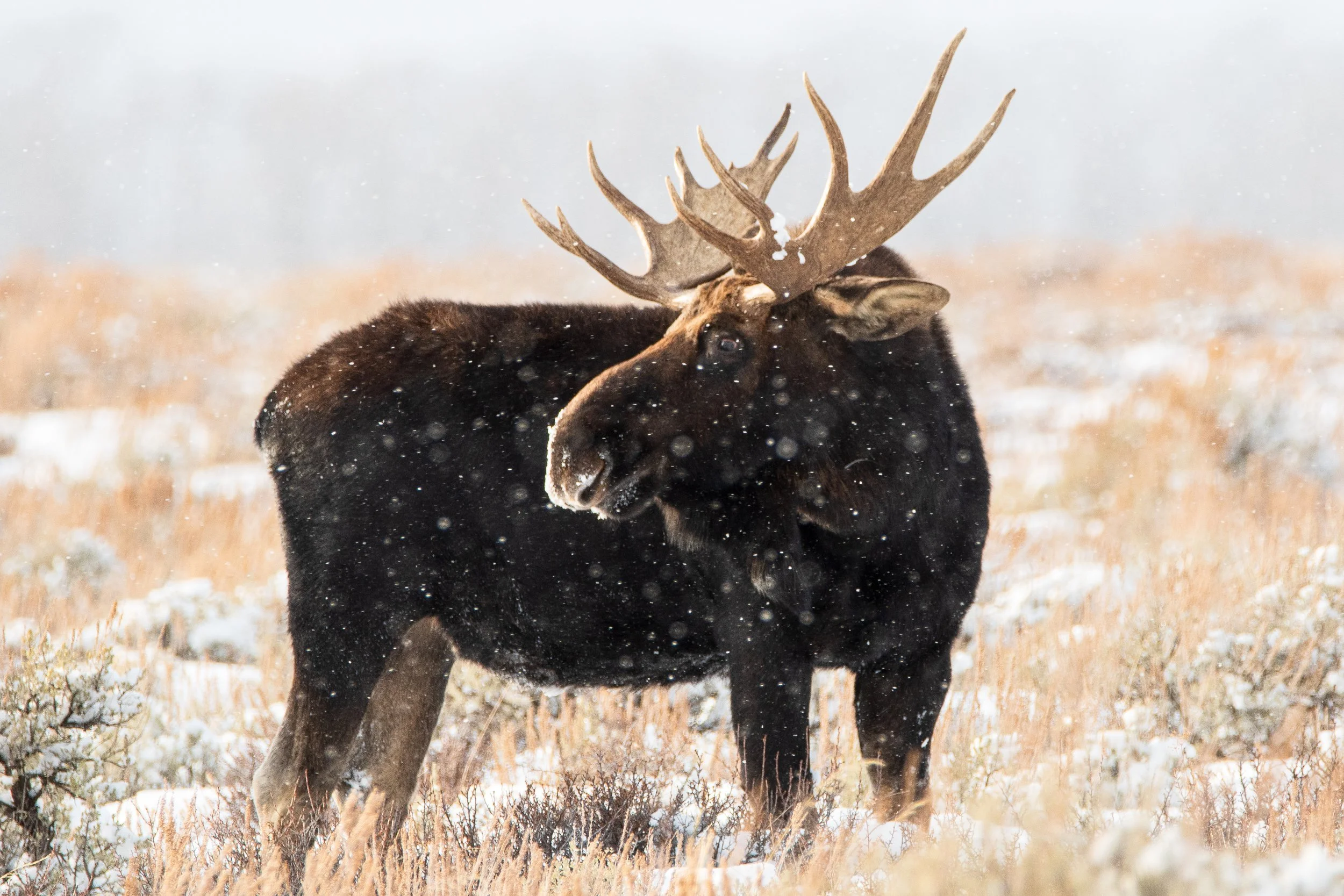 DavidMorring_MooseAtSunrise_DSC1523-Edit copy.jpg