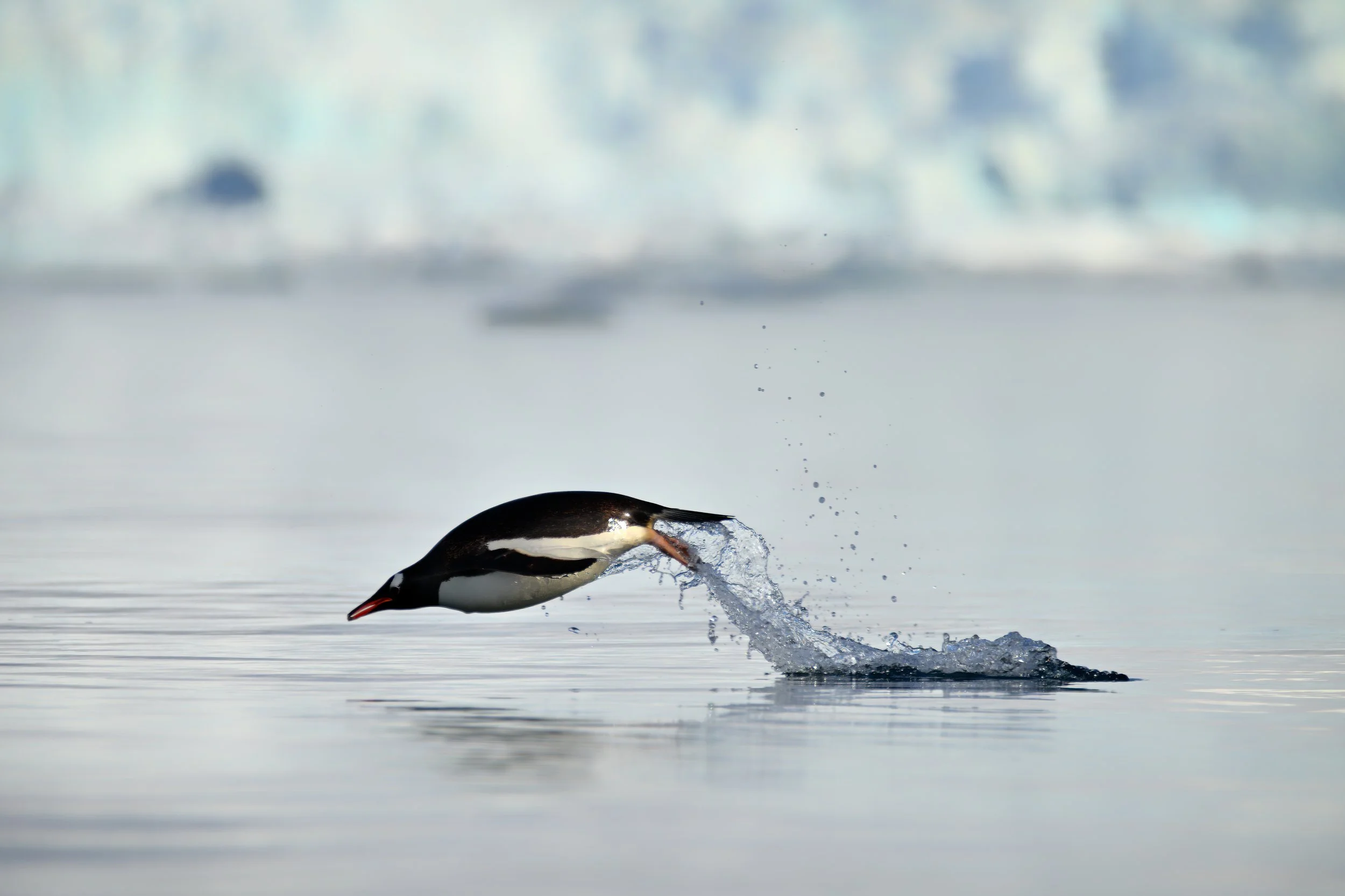 _ANT9614-topaz-enhance-sharpen_PS_SL copy 2.jpg