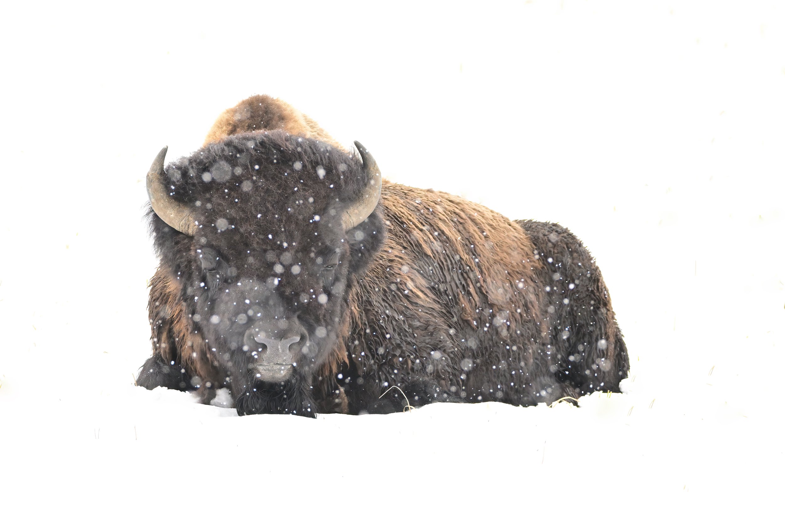 Bison in snow storm_HIT4726-DeNoiseAI-clear srgb copy.jpg