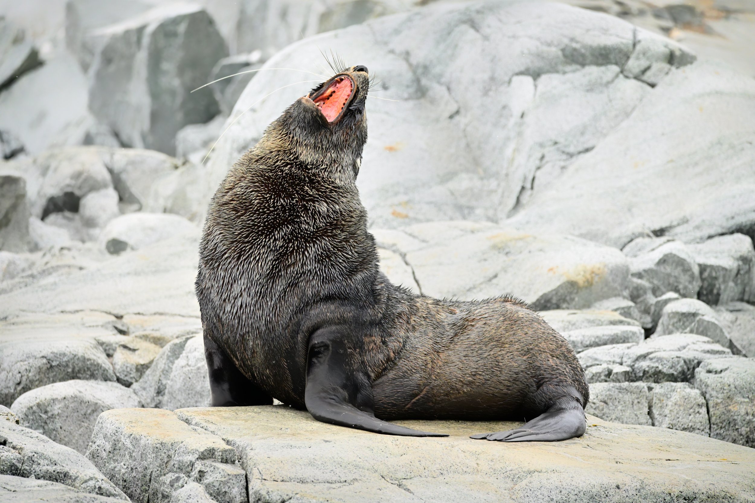 _ANT1458-topaz-denoise_PS_SL copy 2.jpg