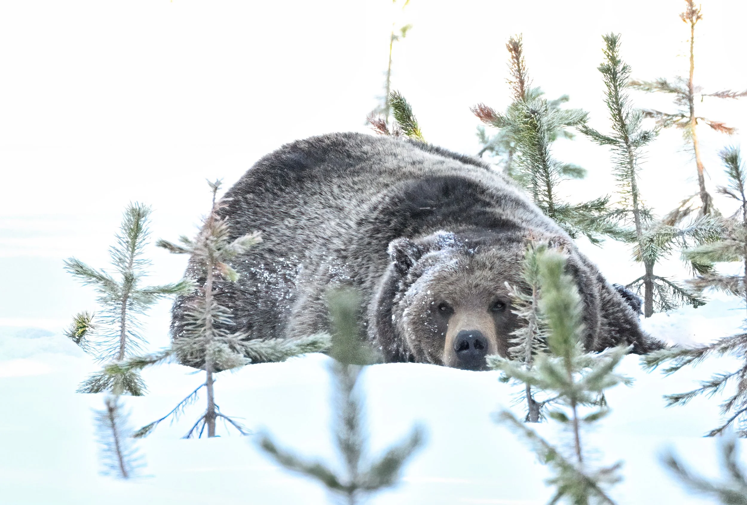 Brown Bear_HIT1074_01_PS-DeNoiseAI-clear srgb.jpg