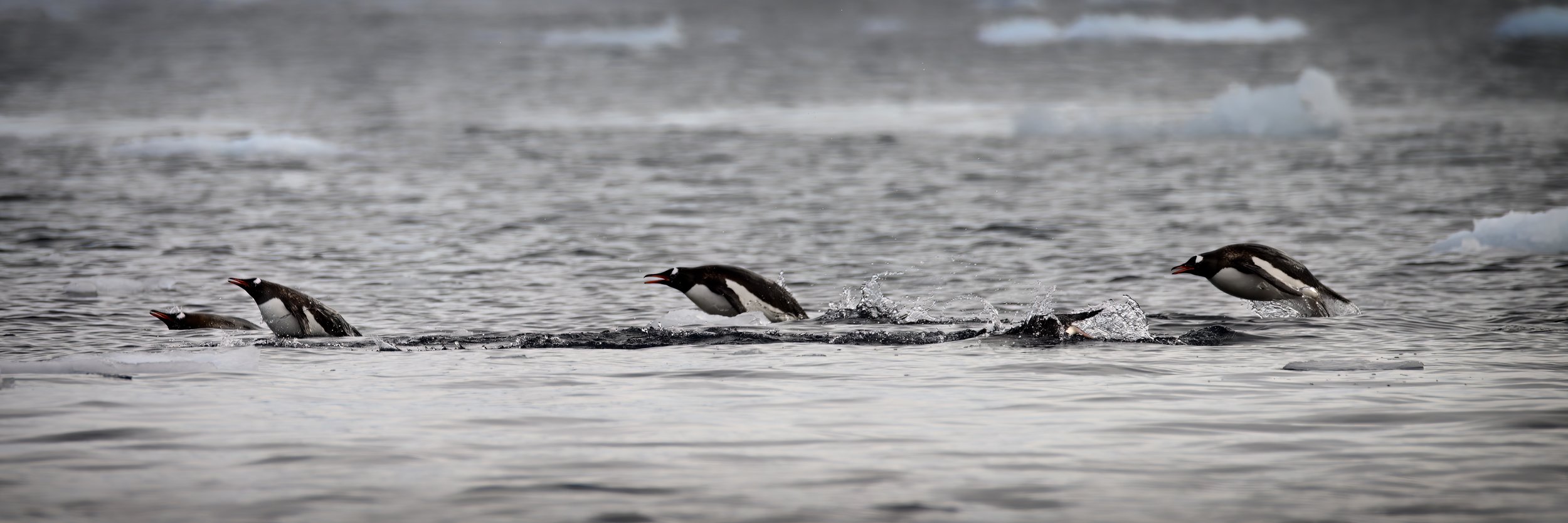 _ANT9919-topaz-denoise-enhance_PS_SL_Brighter copy 2.jpg