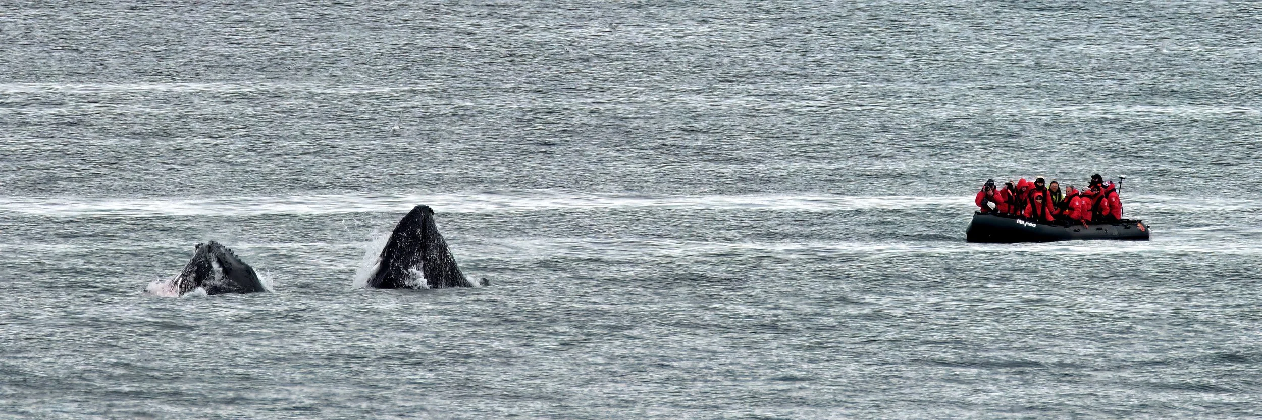 _ANT8825-topaz-denoise-enhance_PS_CLR copy.jpg