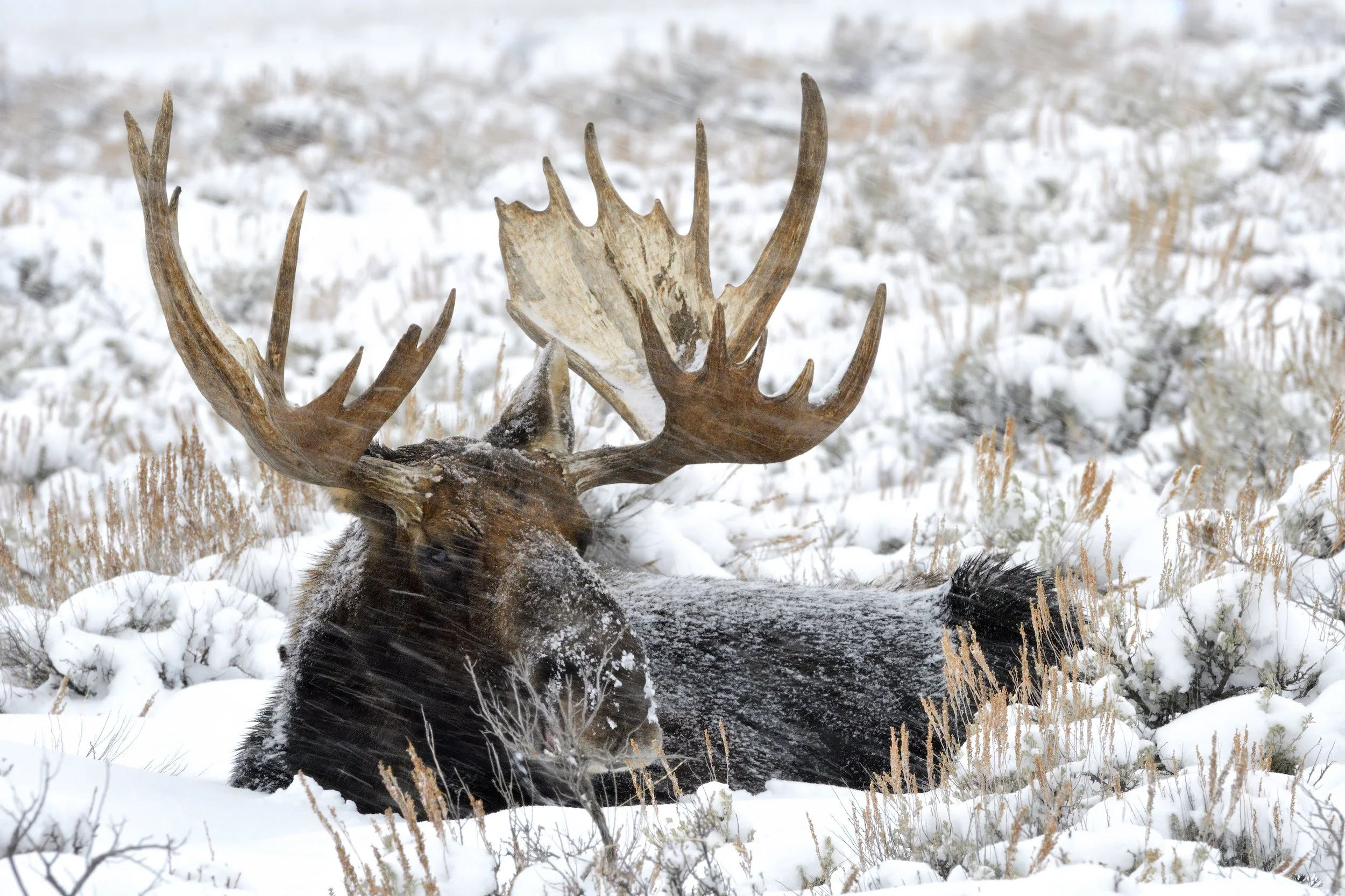 _DSC9002-SharpenAI-softness copy.jpg