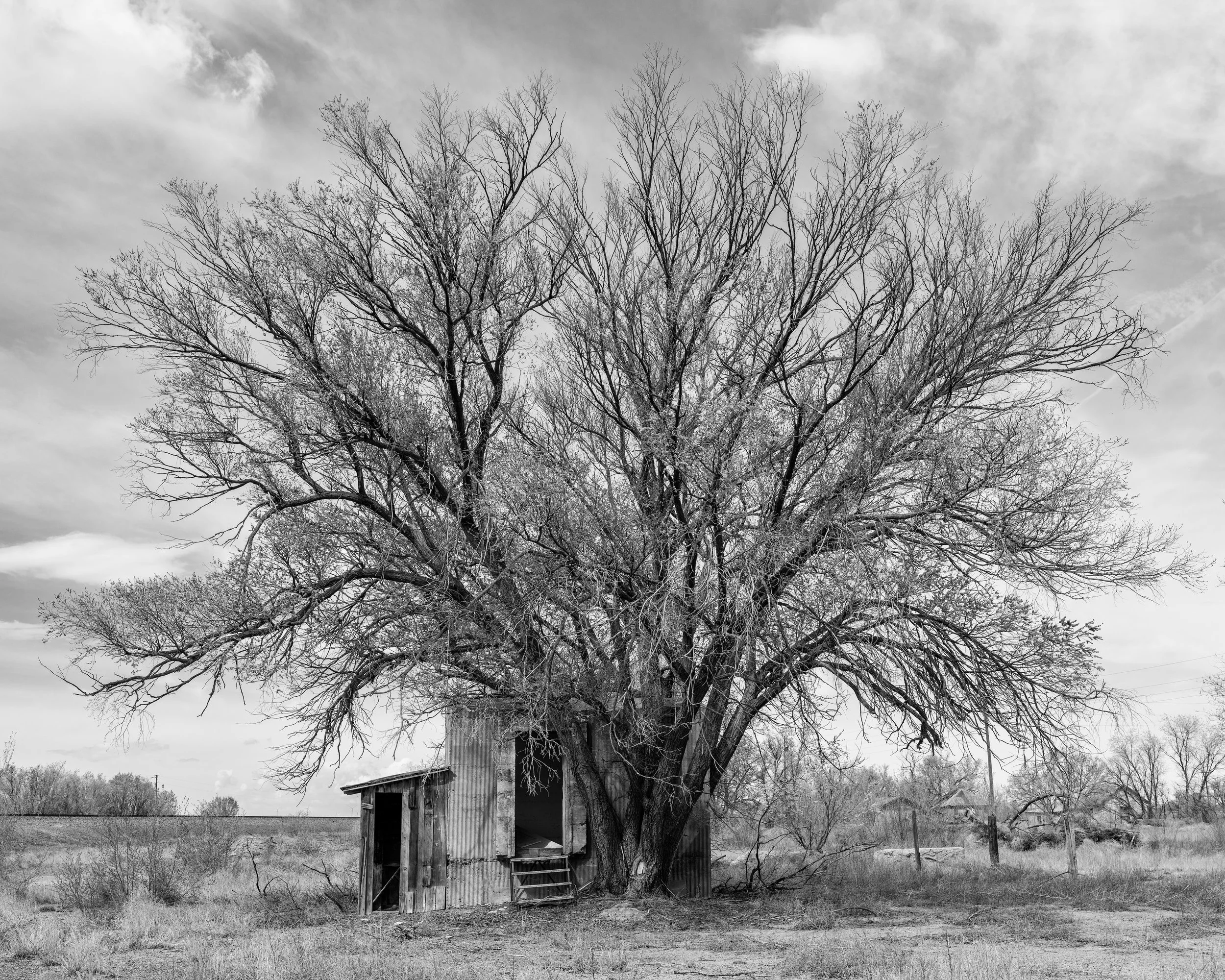 Tree and Shed Encino_SiFXOvEx_B0012935 copy.jpg
