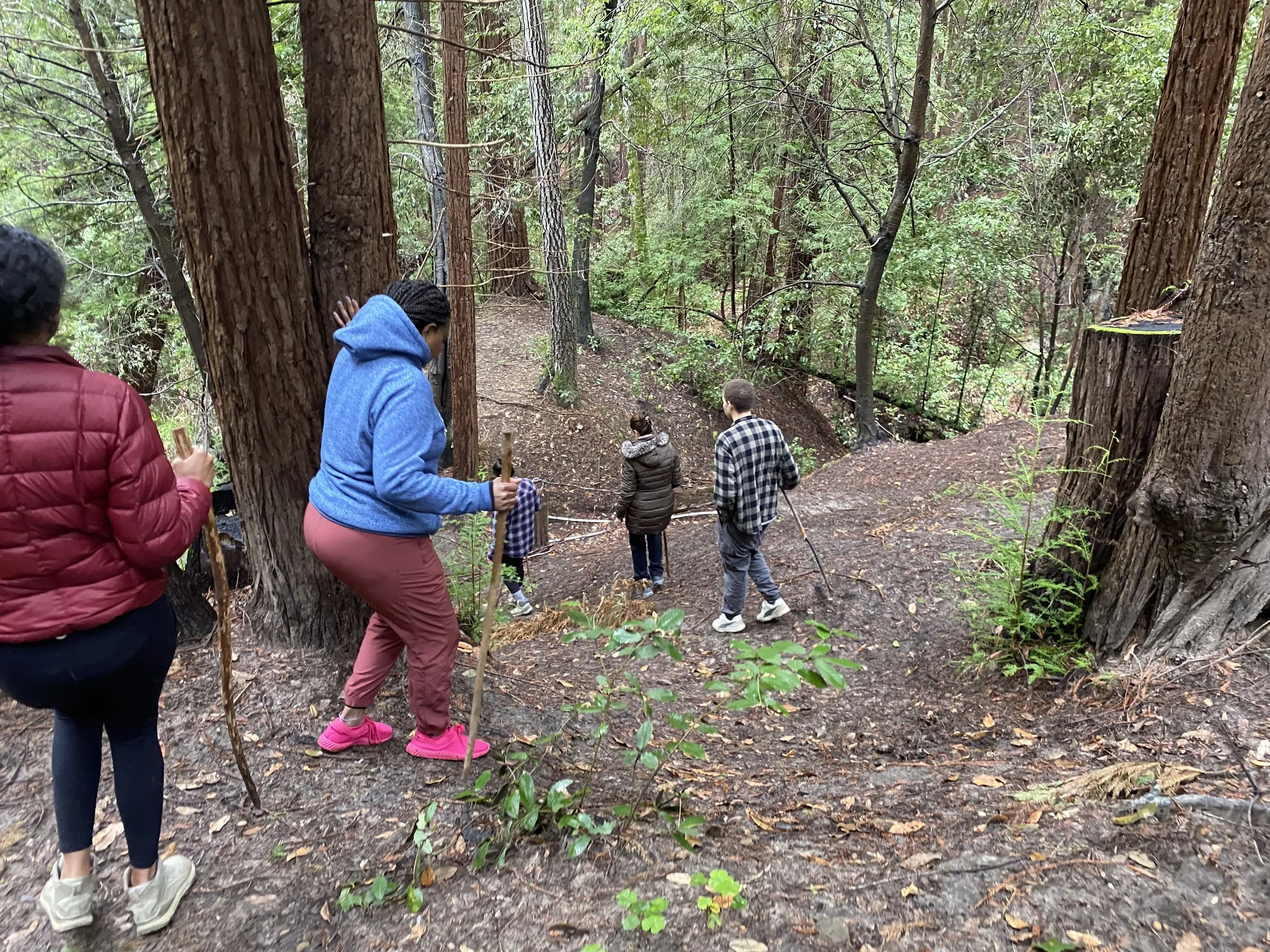 People walking on a forest trail surrounded by tall trees and green foliage.
