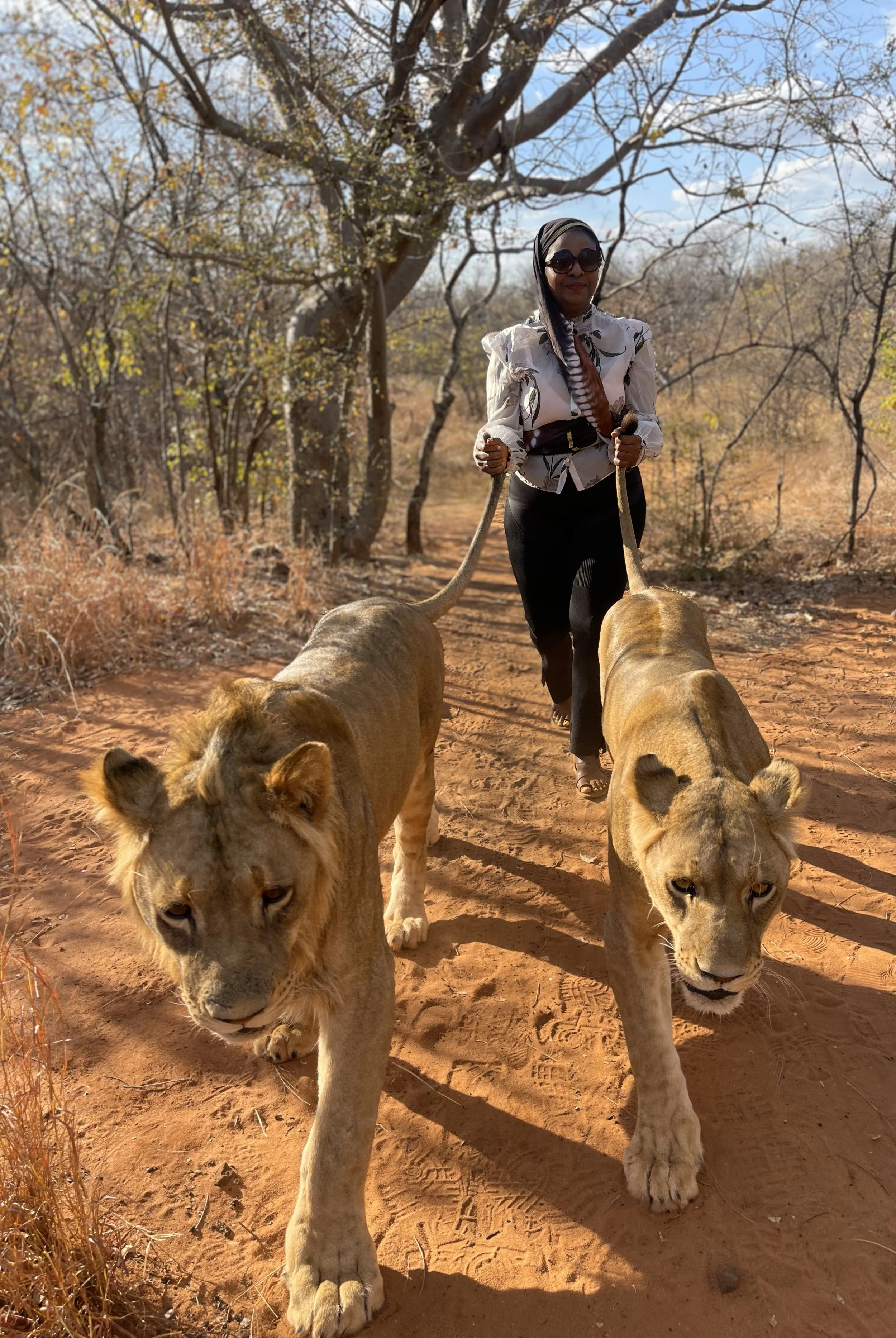 A woman walking two lions on a dirt path in a dry, wooded area.