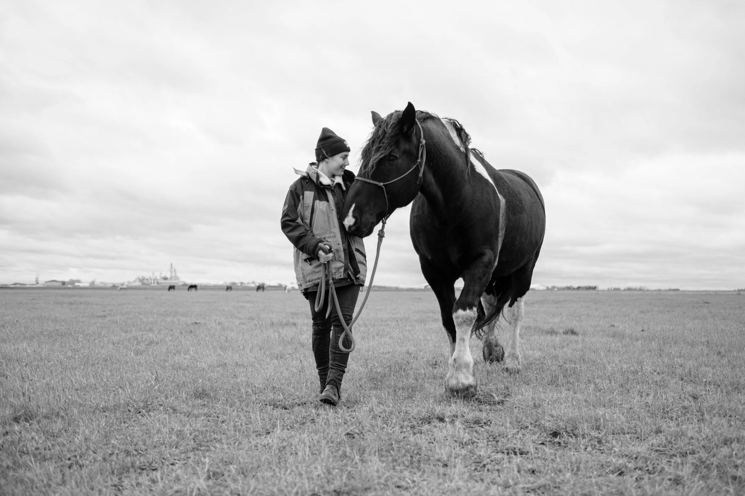 A person with a jacket, beanie, and gloves walking a large black horse with a white patch on its face in an open field with a cloudy sky.