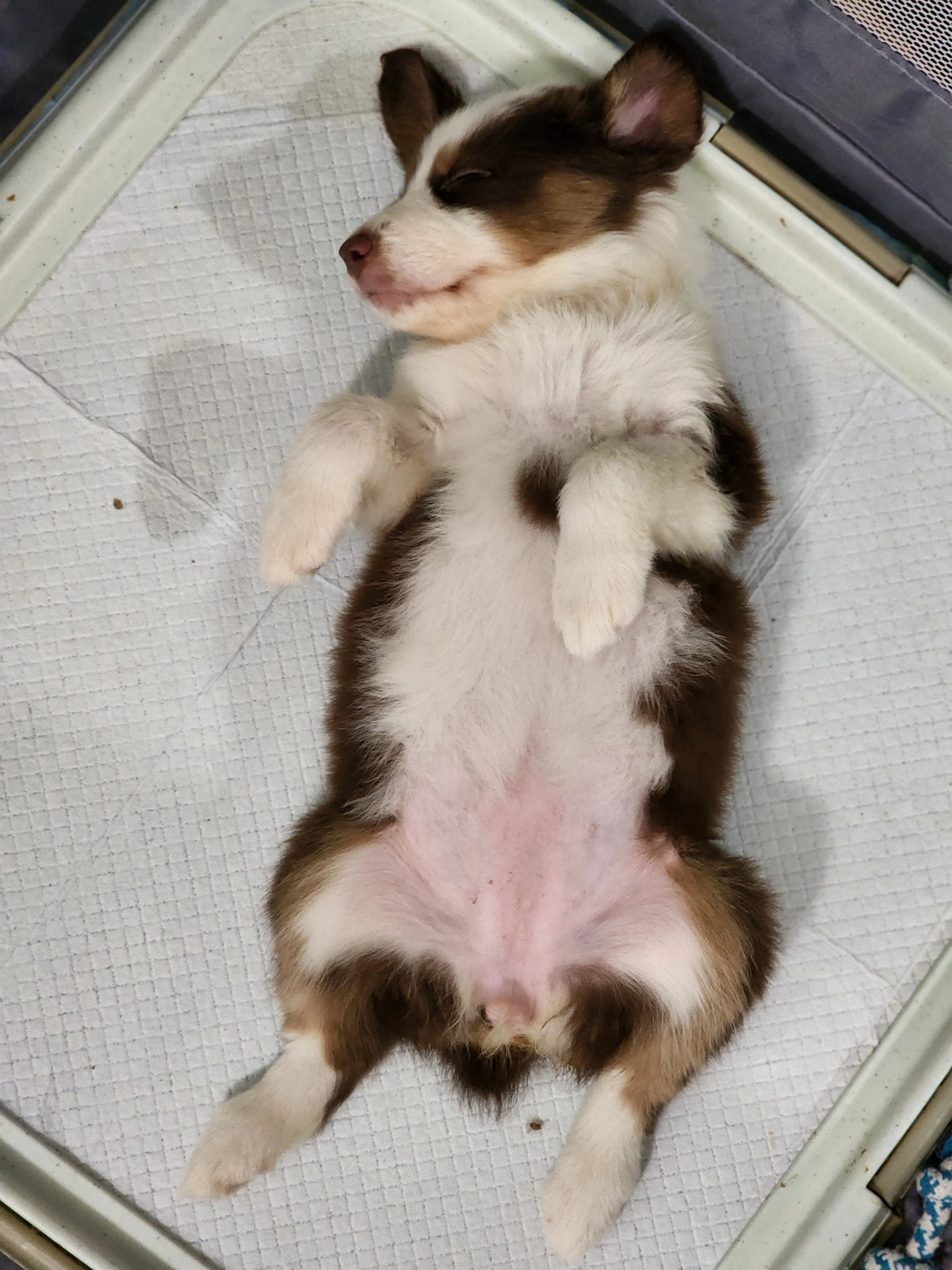 Uhh, you know potty pads aren't for sleeping, right? (Soona)