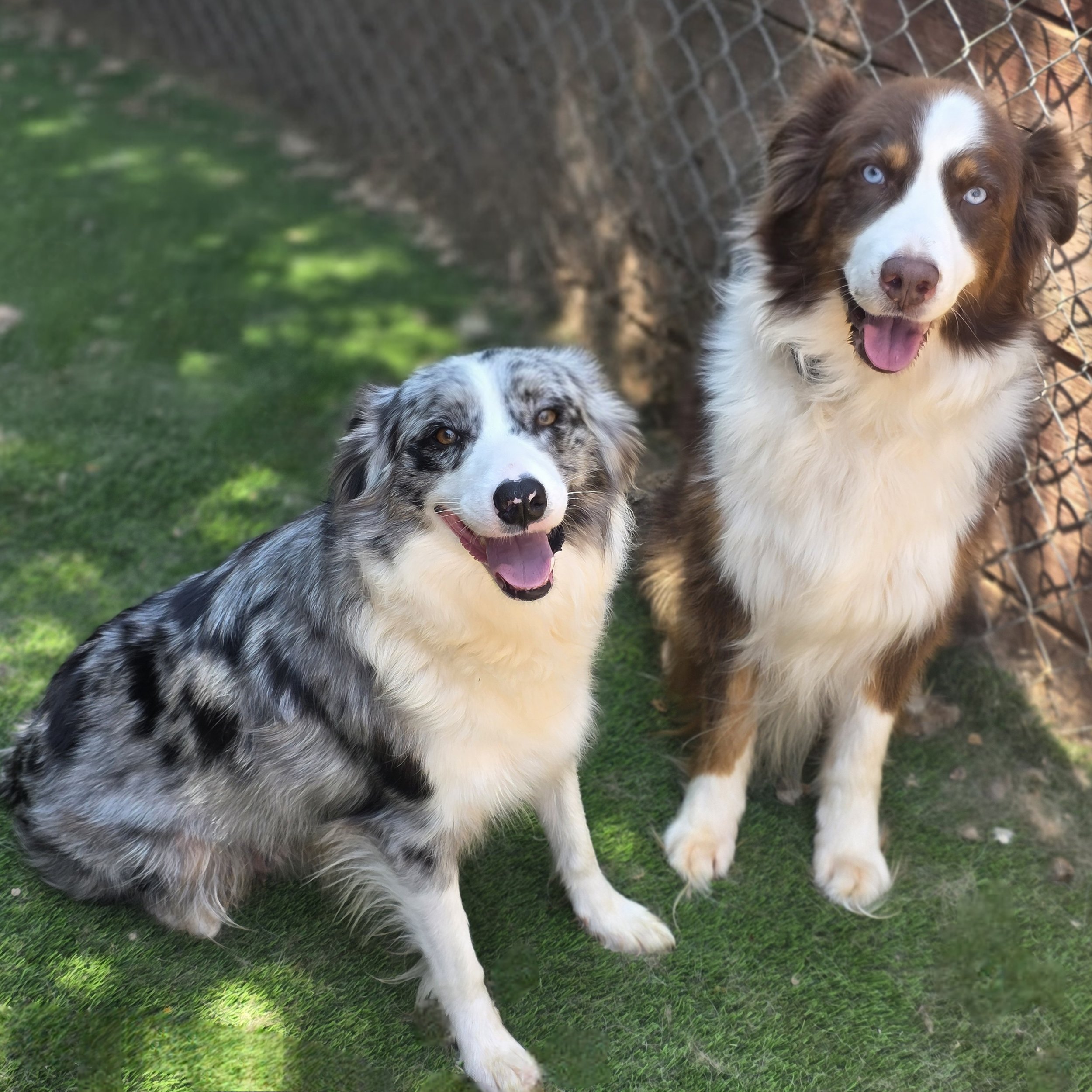 Proud Parent Photoshoot (Skye & Roscoe)