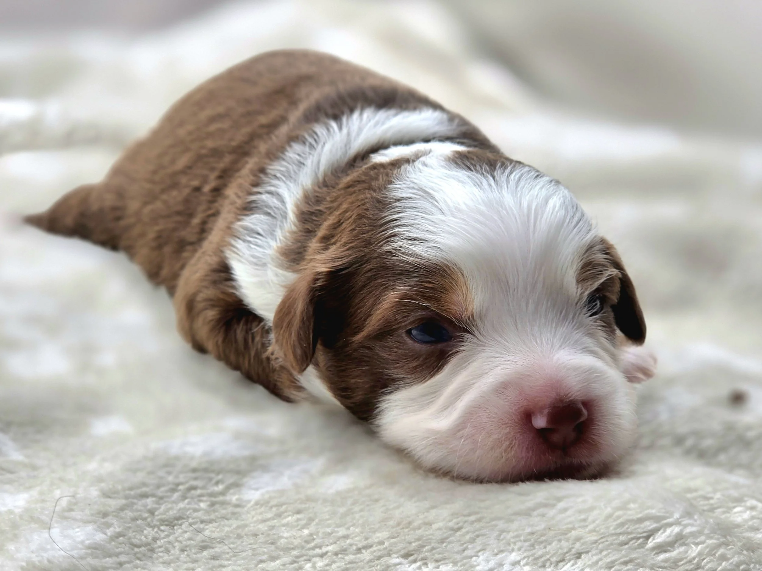 Copper