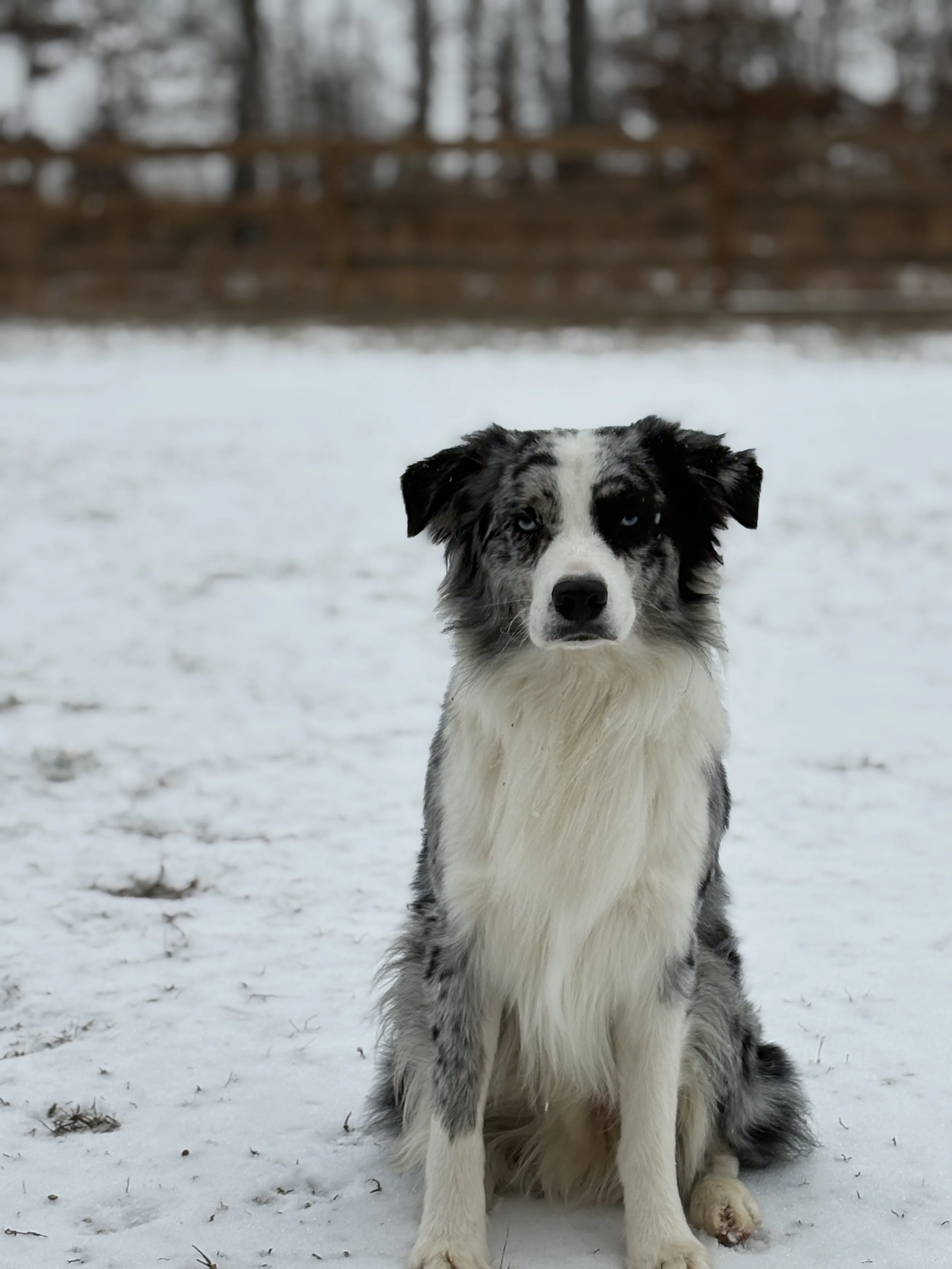Bodhi (Previously Zuko) absolutely serving face in the Tennessee snow