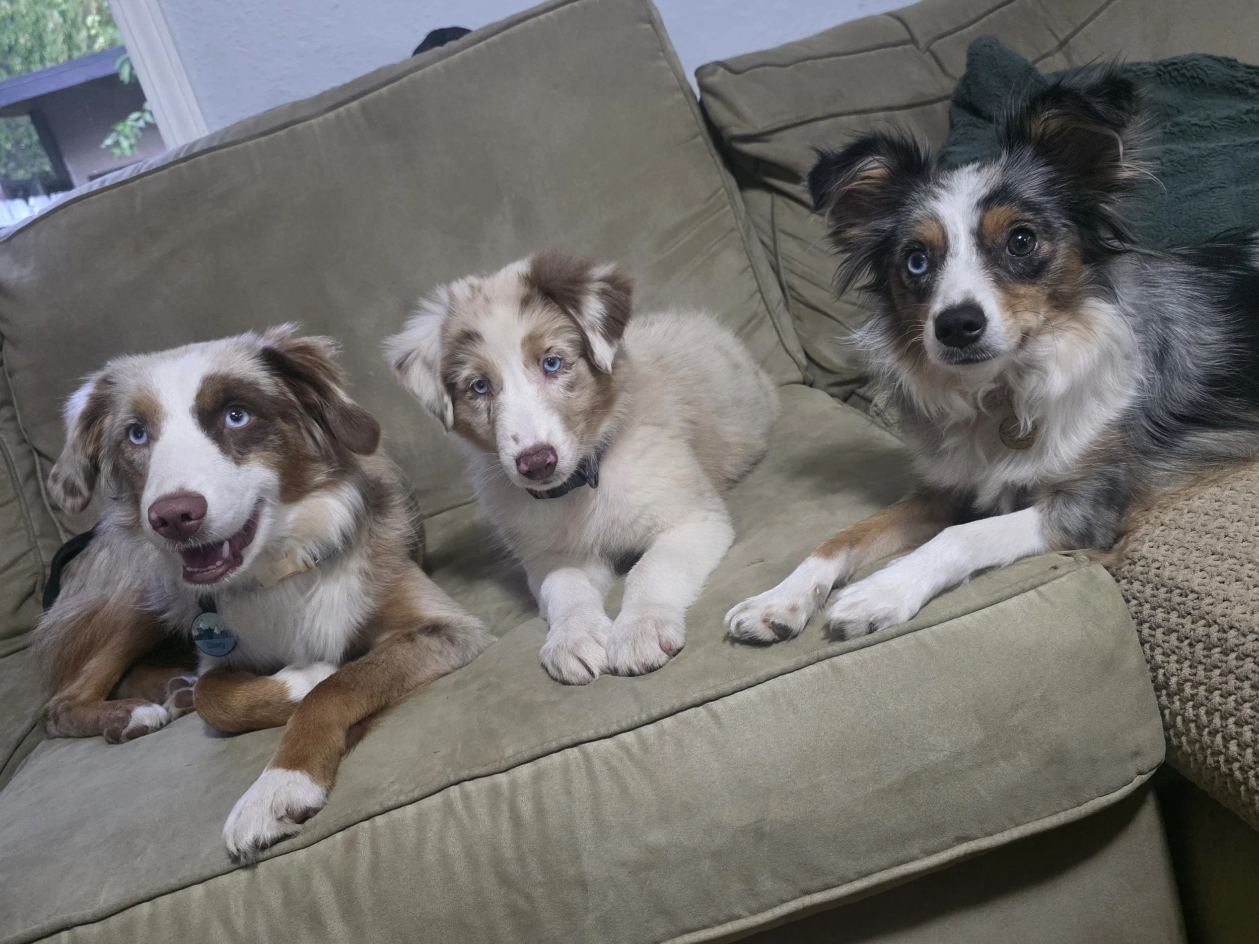 She fits right in (Disney, Moxie, & Pebble)