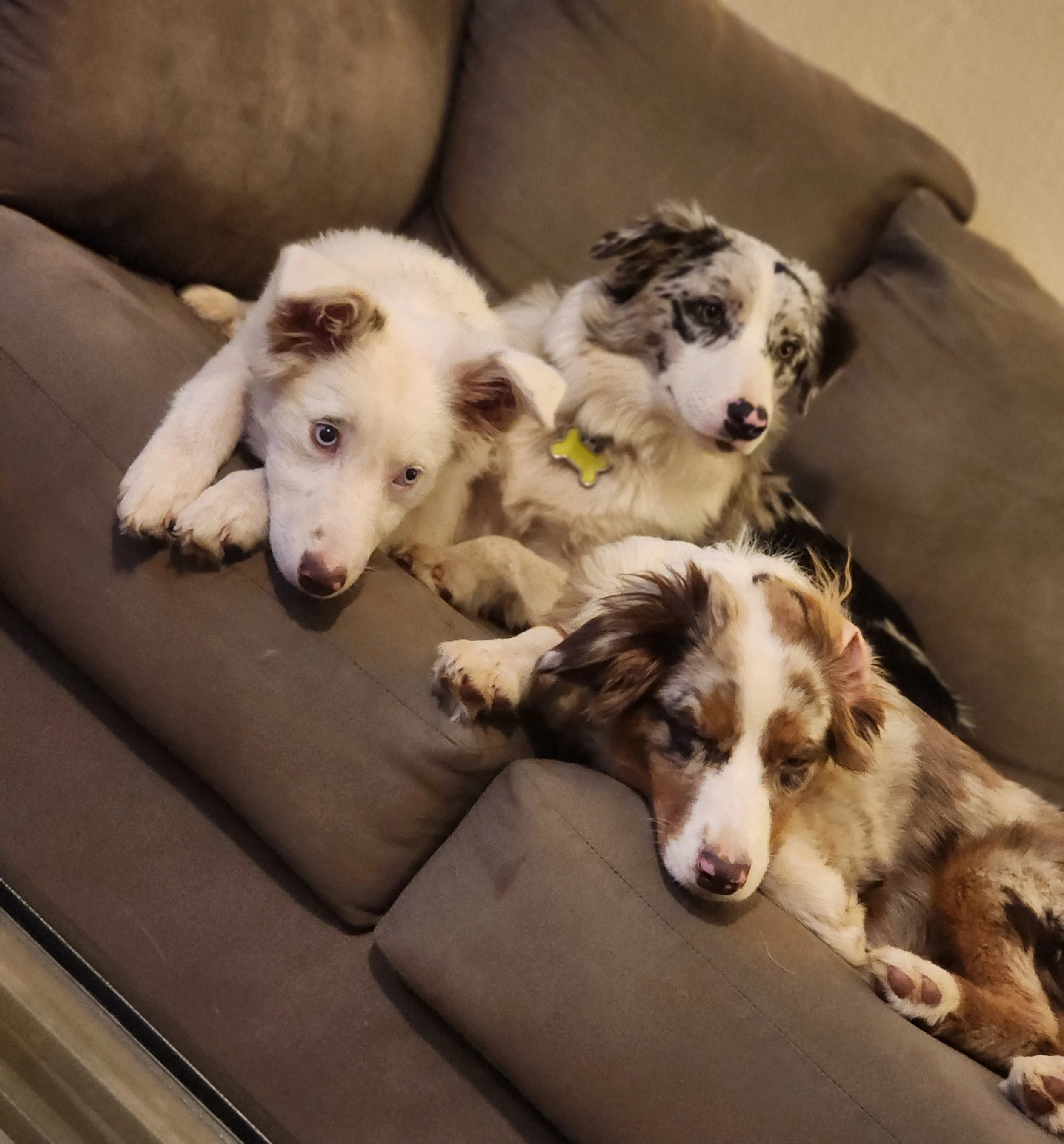 Couch Cuddle Naptime (Baby Bunny, Skye & Koda)