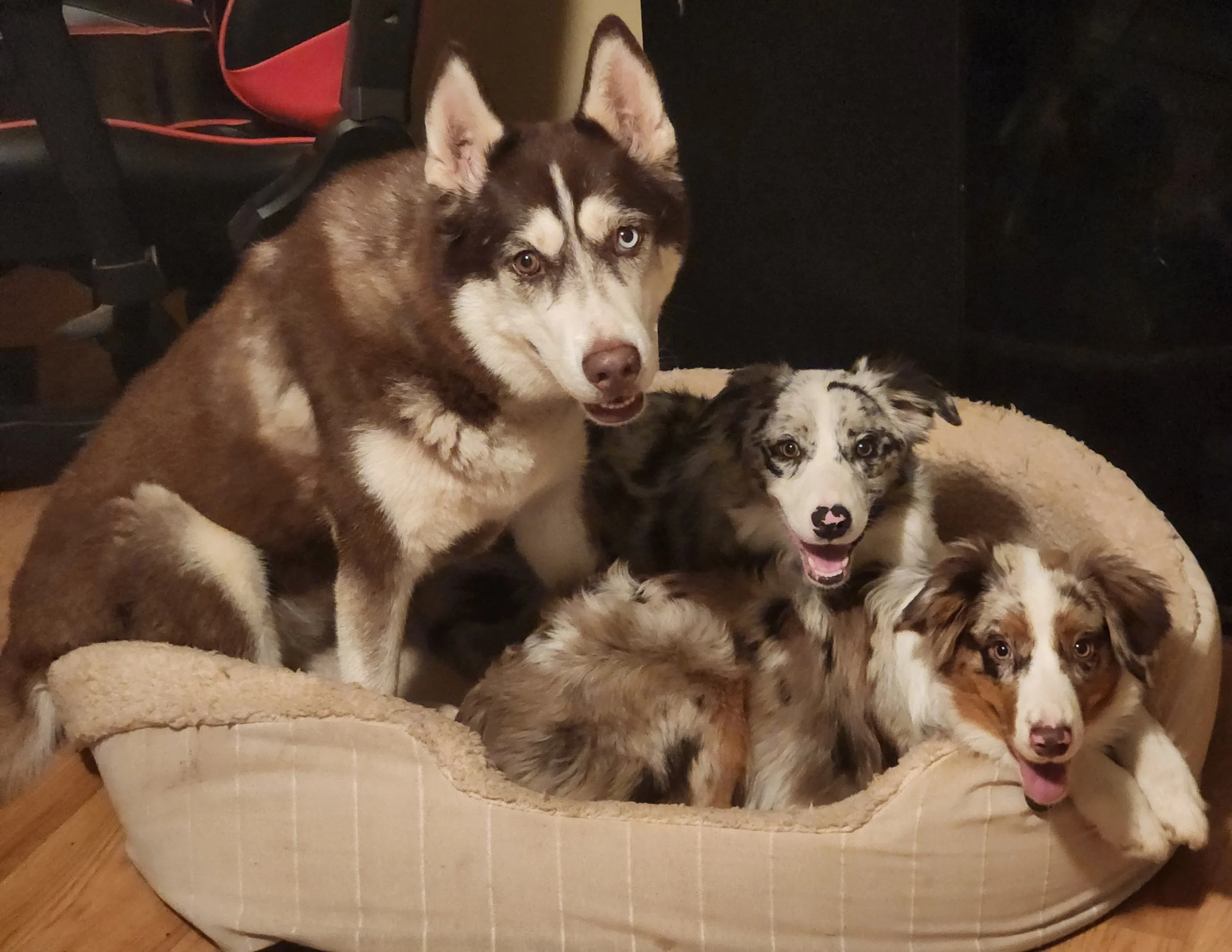 This bed is big enough for us all, right? (Baby Skye, Koda & old lady Ellie)