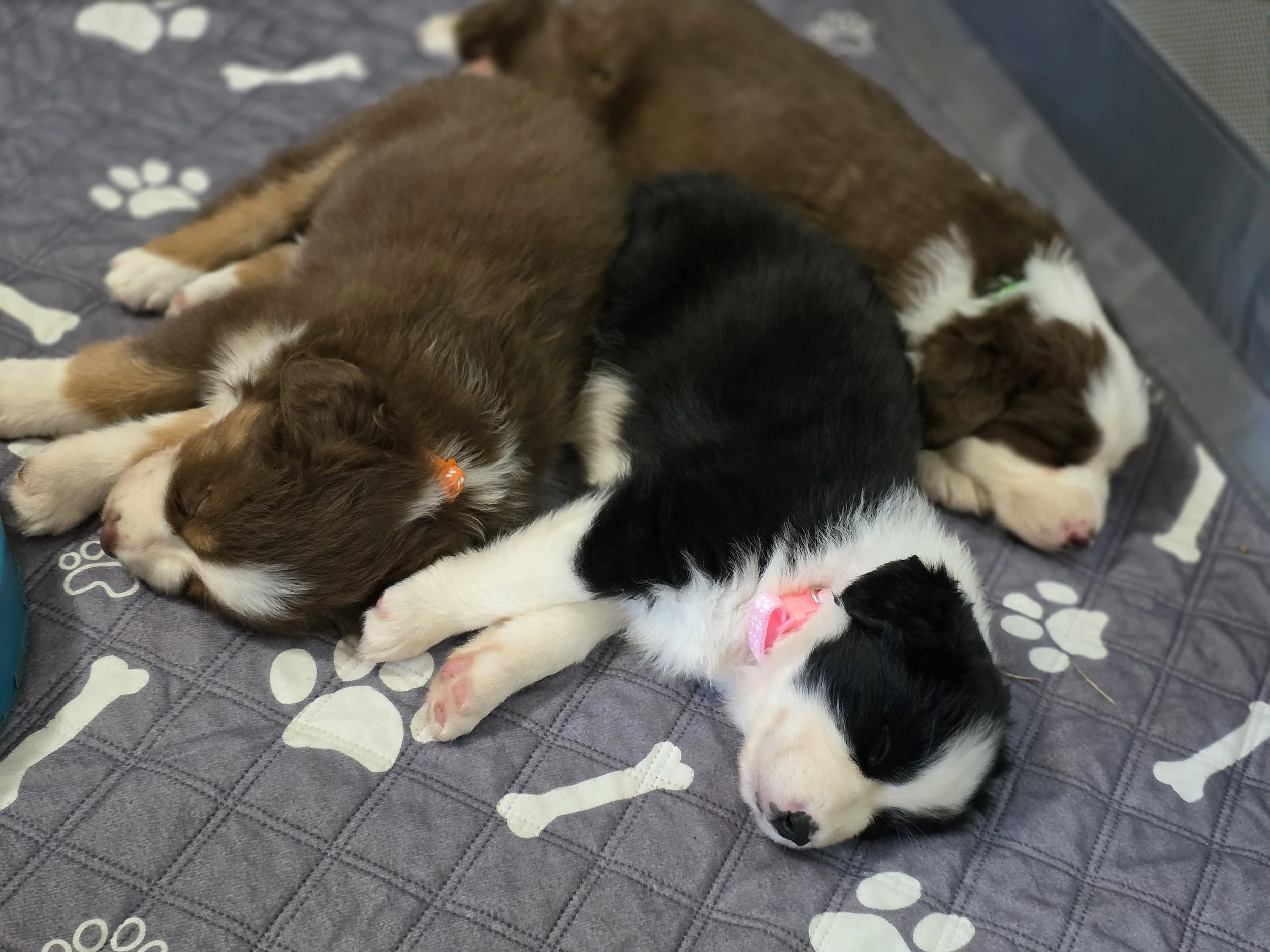 We're pooped! (Ace, Chip & Pip)