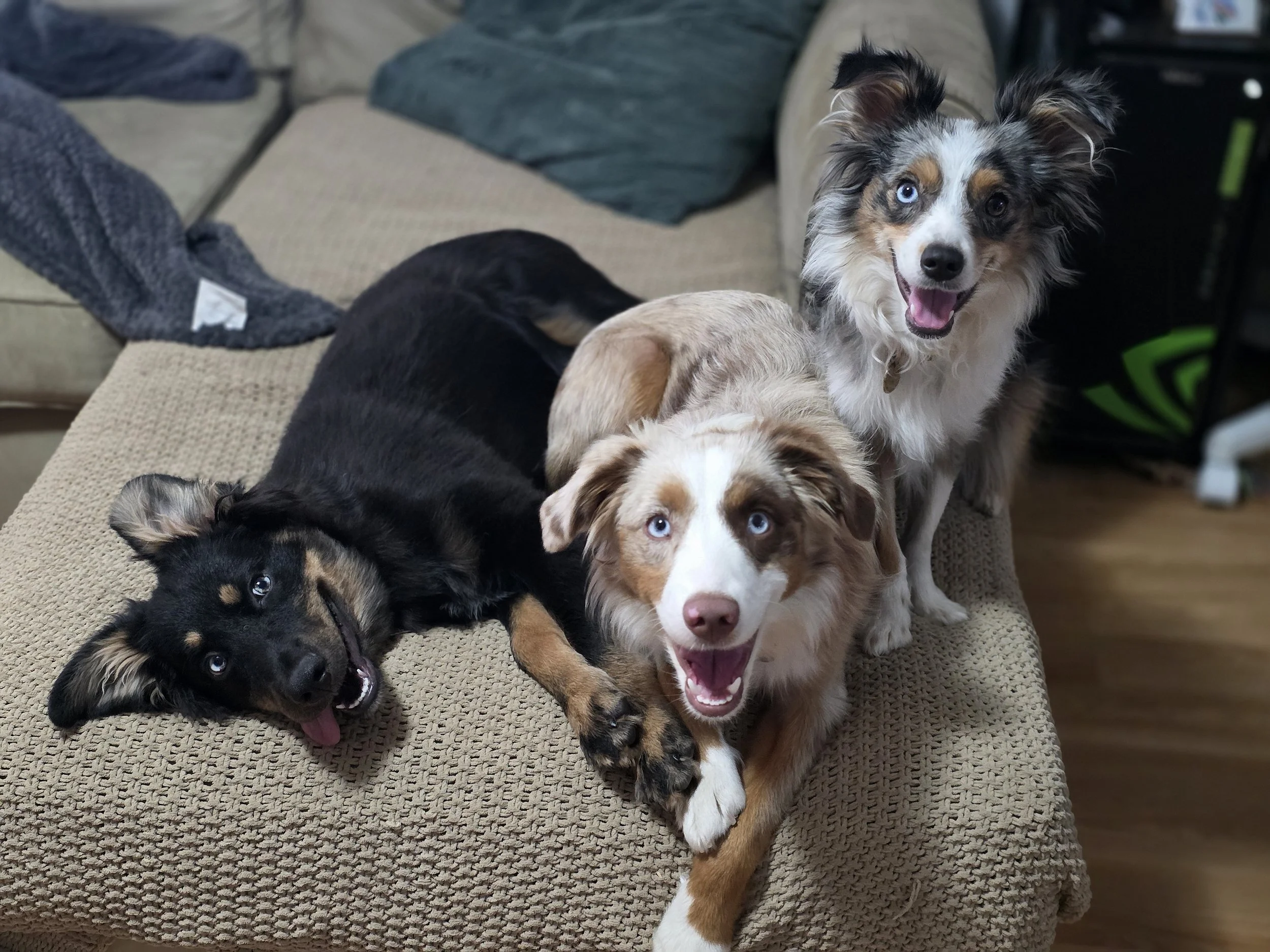 He can't keep up with these two (Mojo, Disney & Pebble)