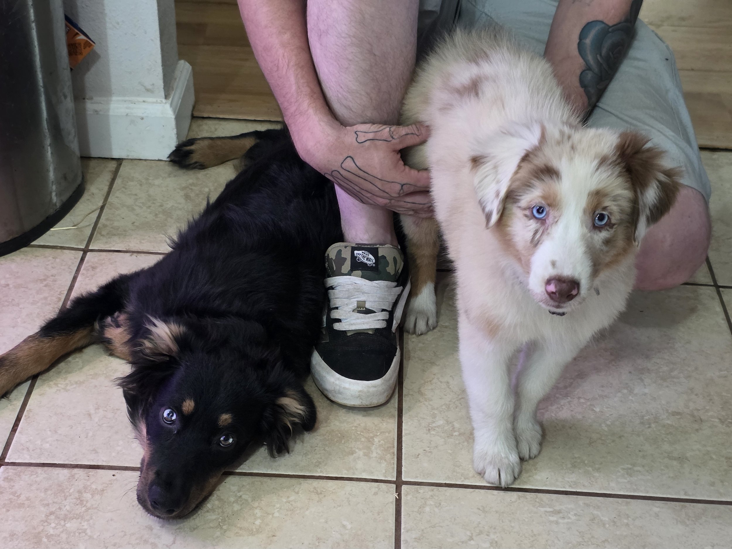 Moxie's First day! (Mojo & Moxie)