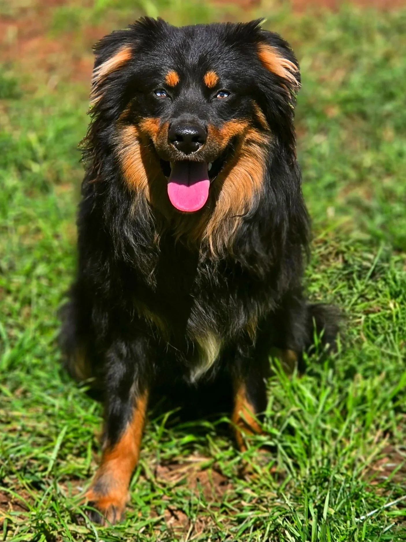 Mojo