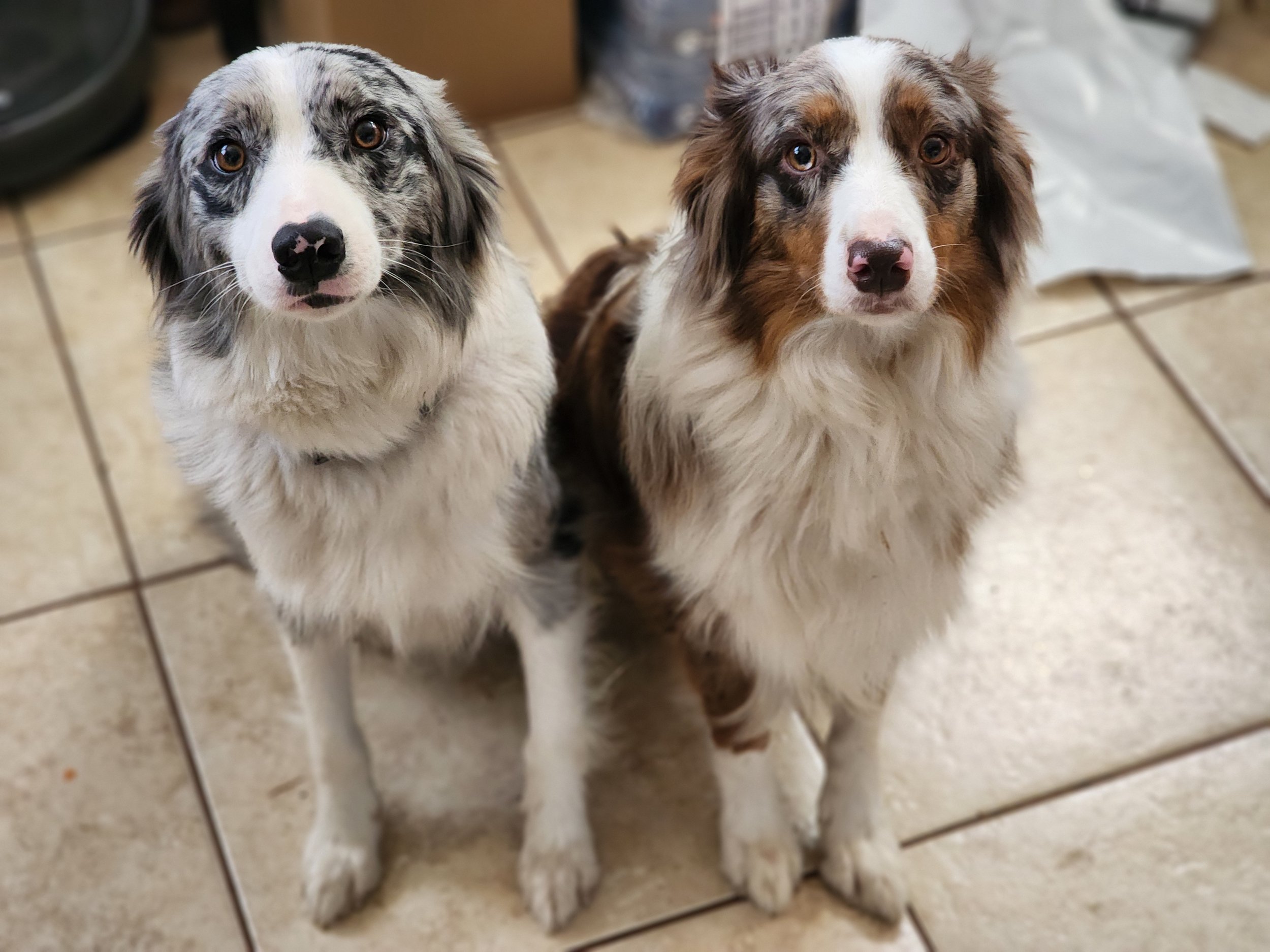 Post-puppies, looking totally over it (Skye & Koda)