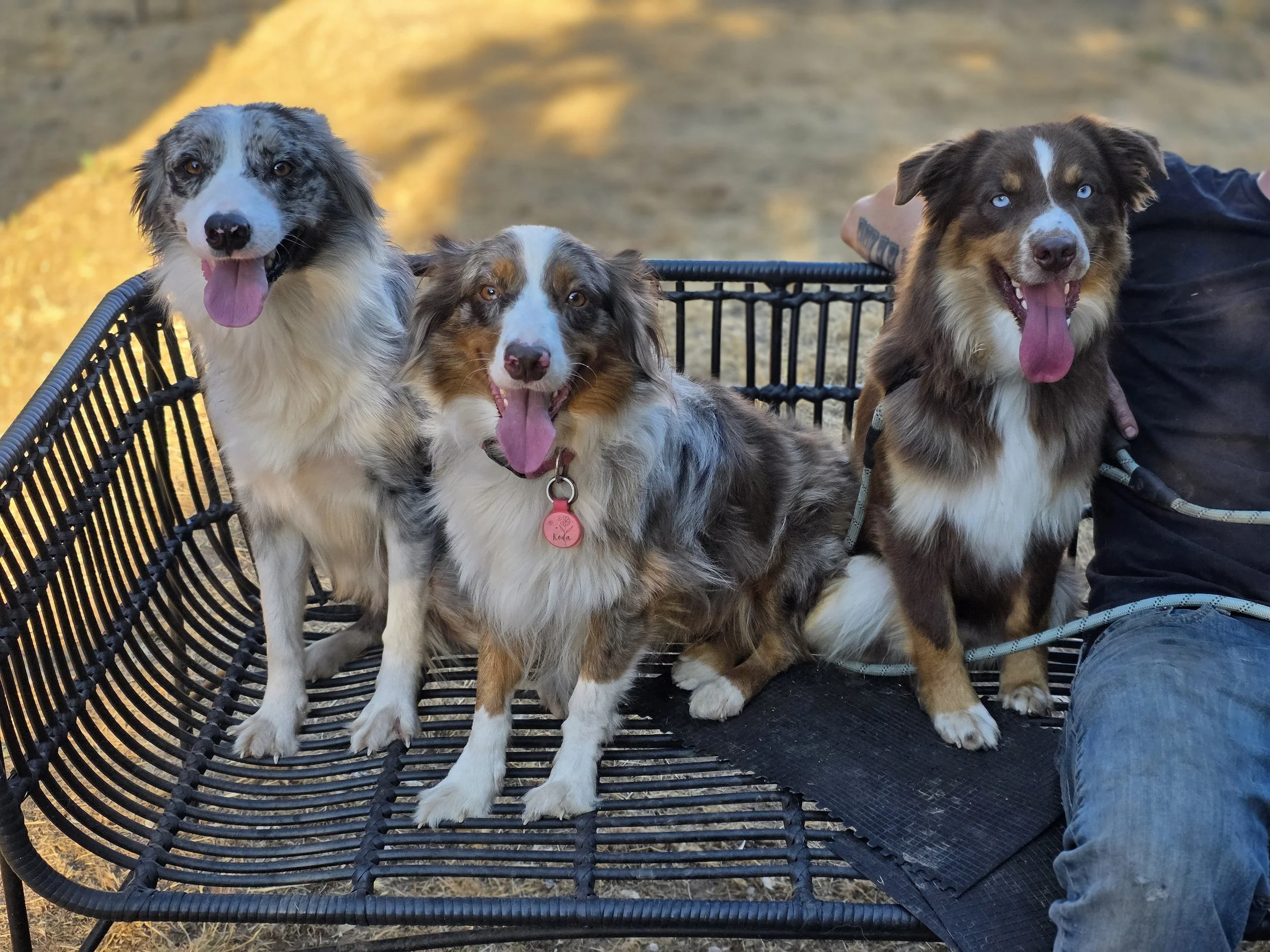 Welcome Whiskey! (Skye, Koda & Whiskey)