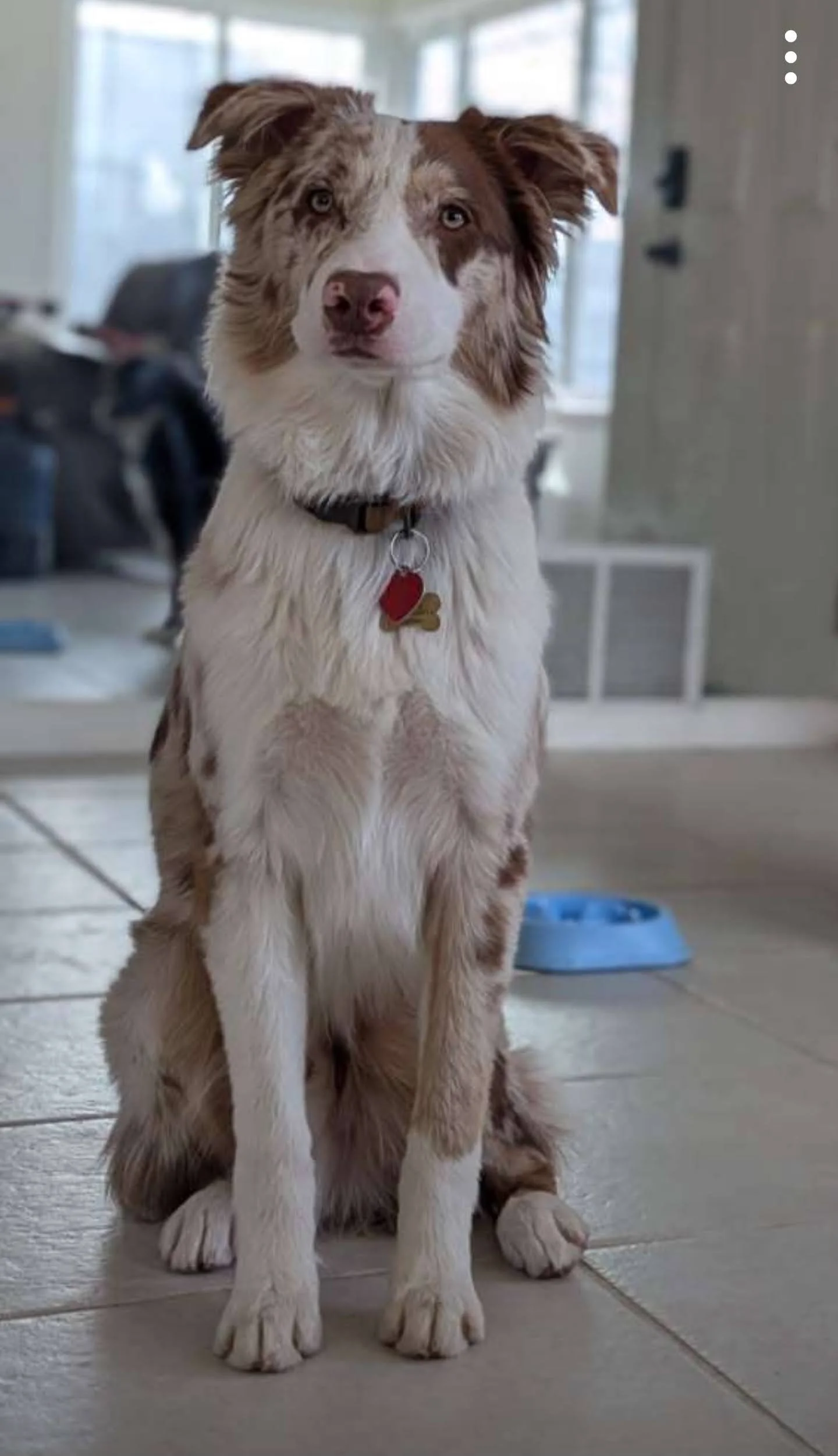 Woody (Previously Iroh) is absolutely breathtaking!