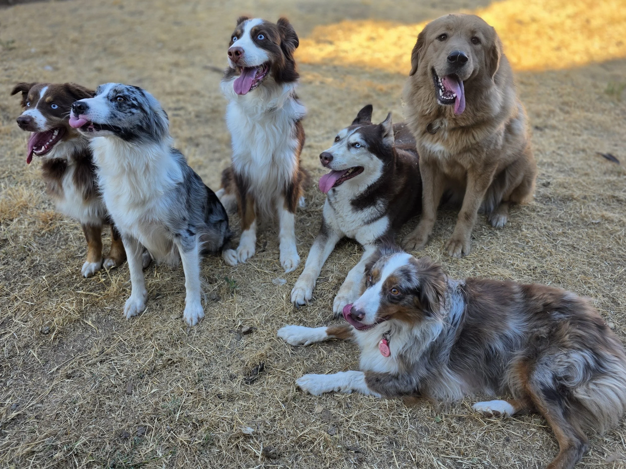 Pack Playdate! (Whiskey, Skye, Roscoe, Ellie, Trouble, & Koda)