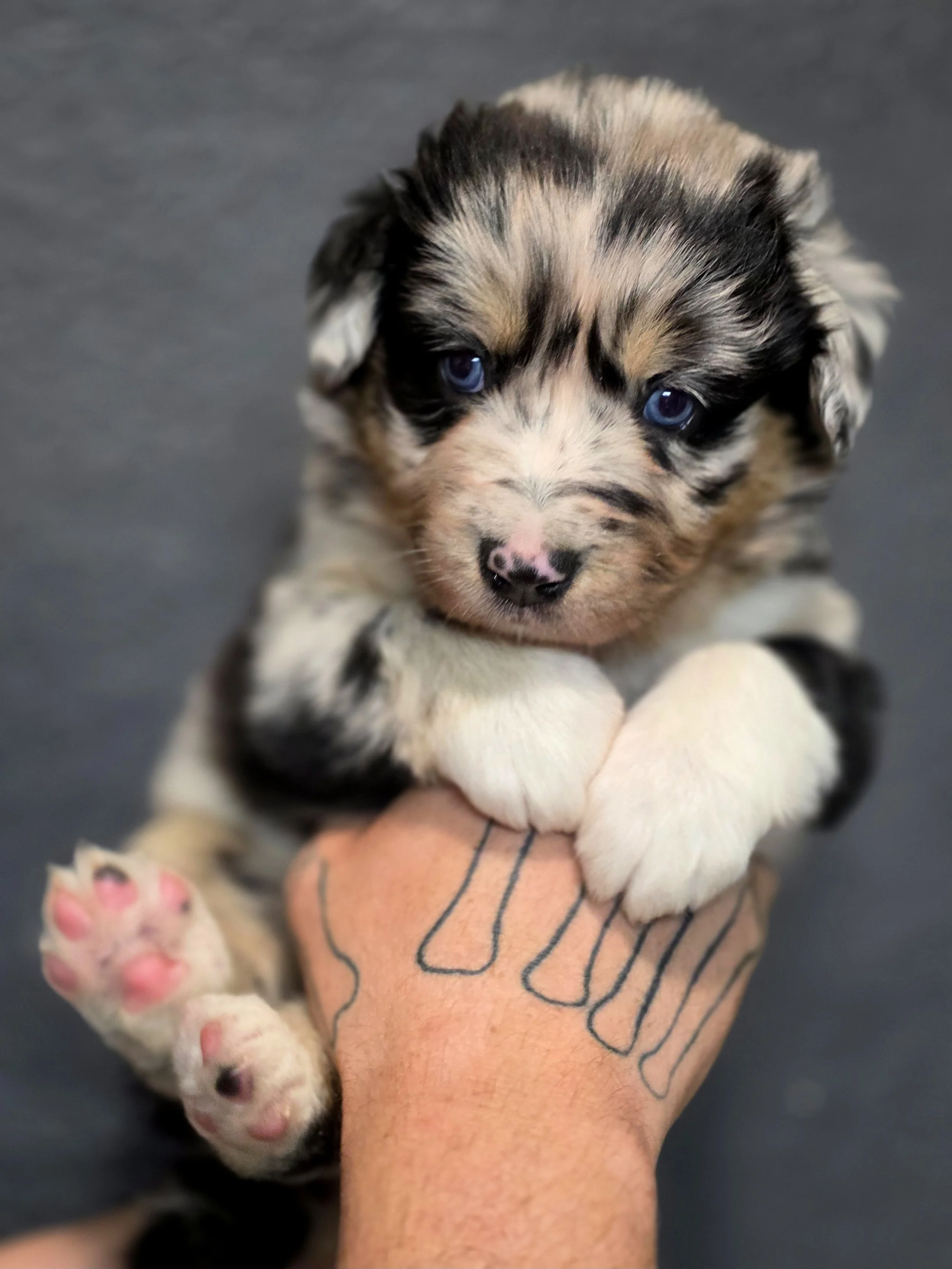Indi (Indica)