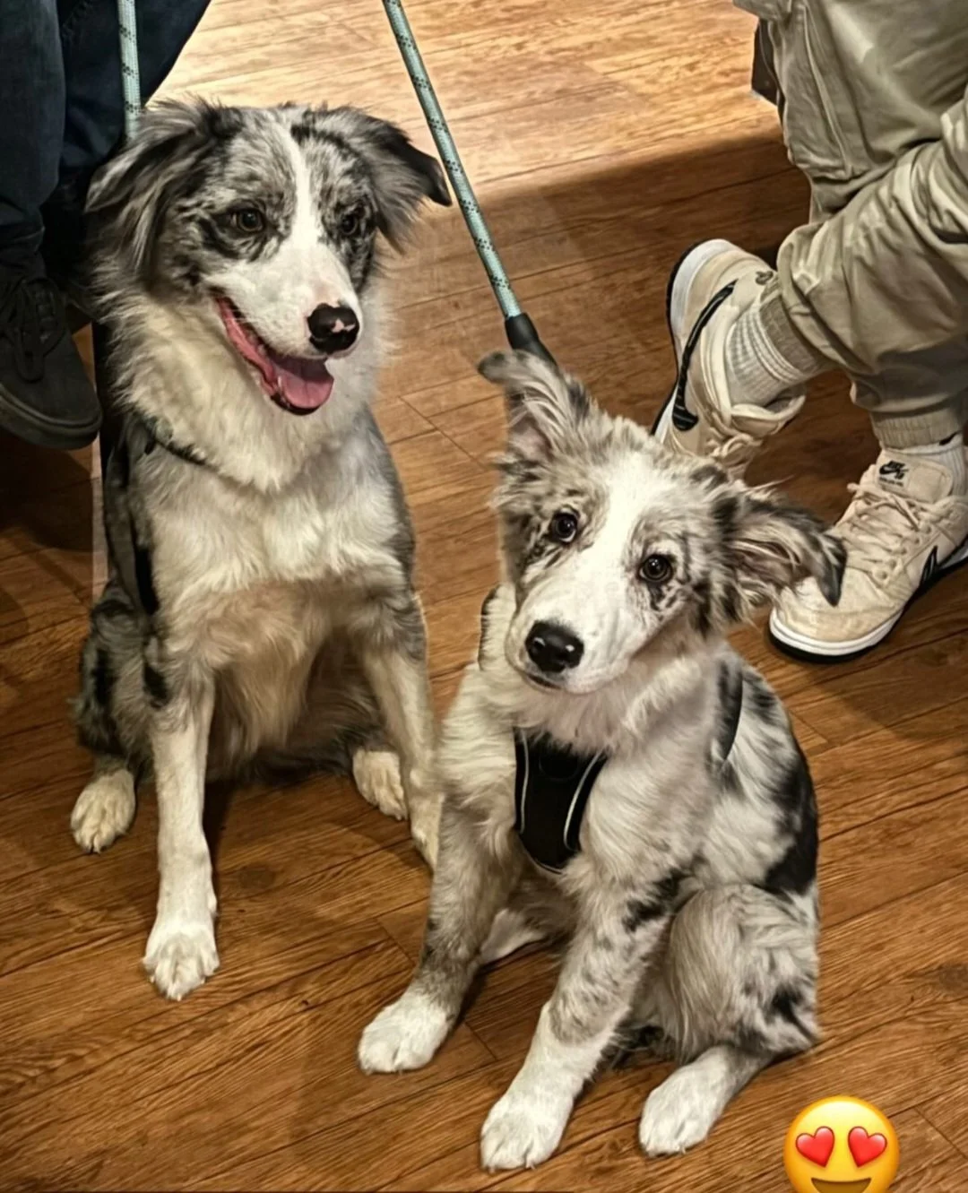 Momma's little copy-paste (Skye & Arlo)