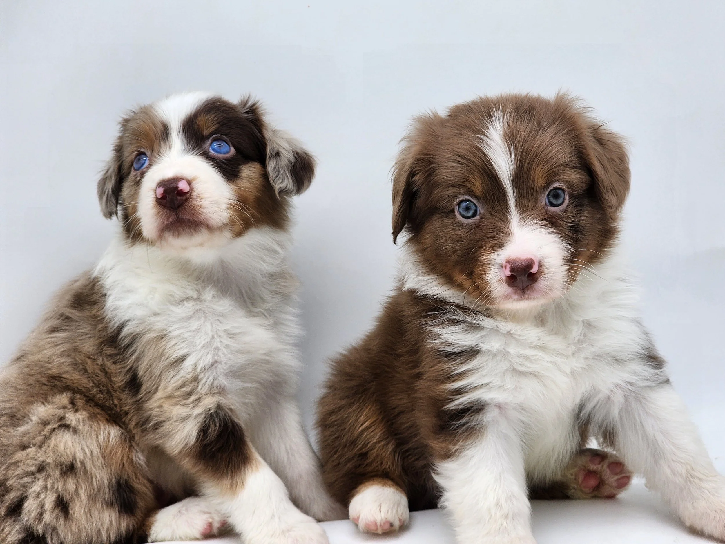 Those blue eyes are something else (Nova & Noa)